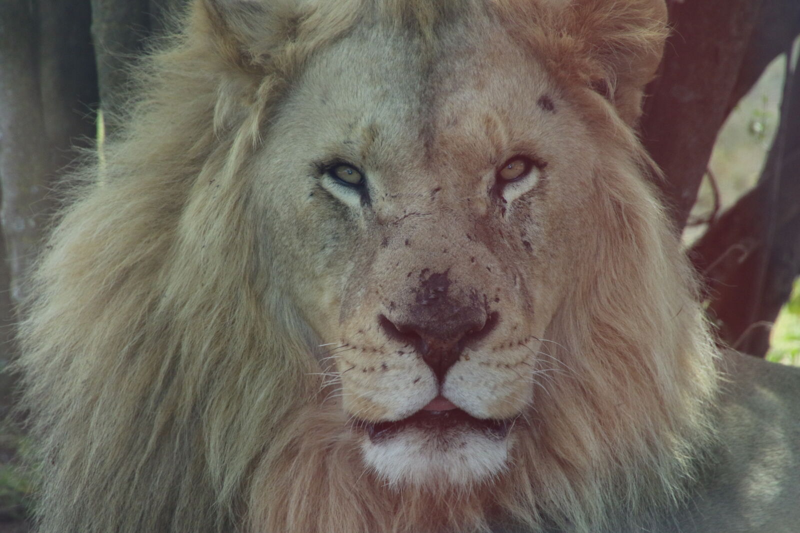 Canon EOS 7D Mark II sample photo. Animal, dangerous, fur, lion photography