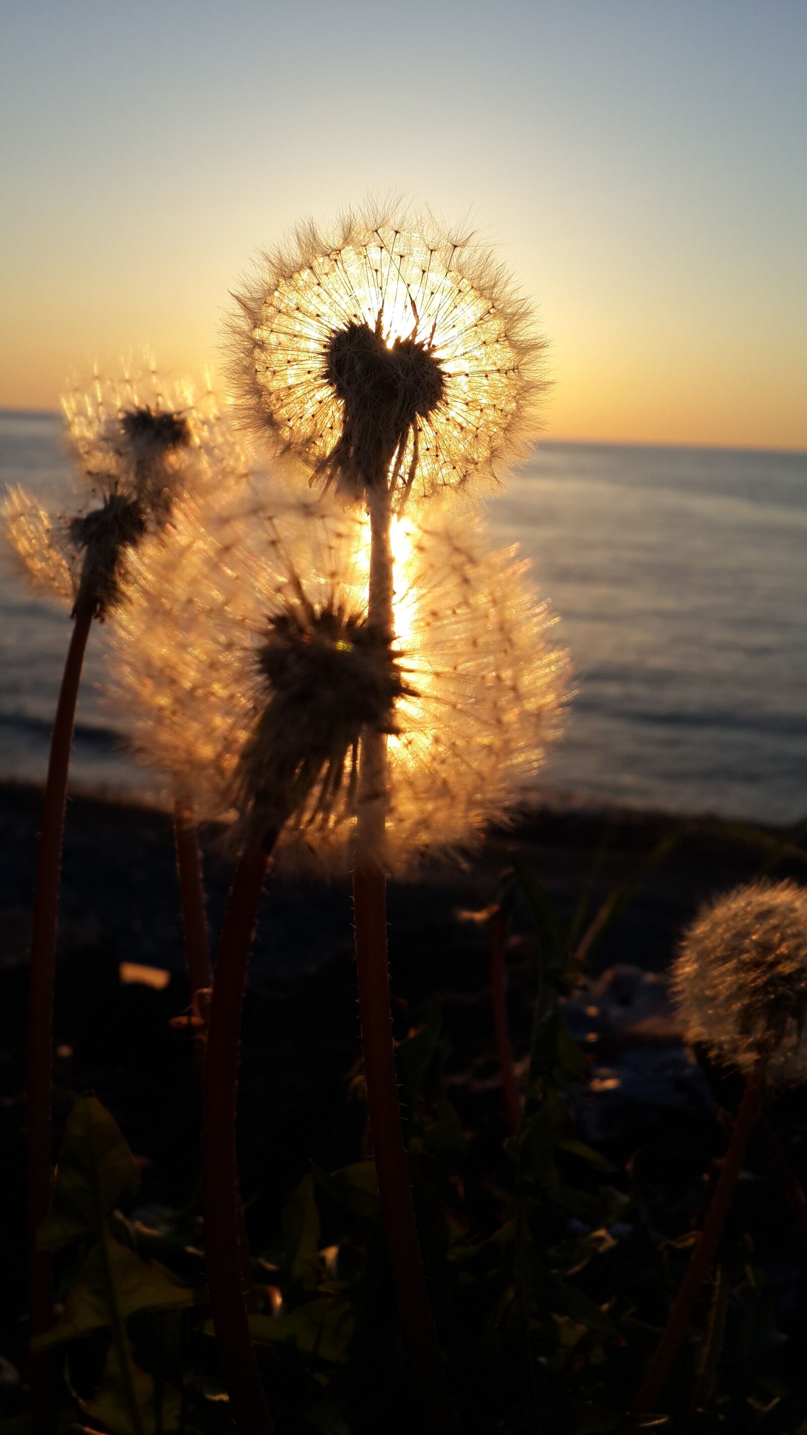Samsung Galaxy S5 Neo sample photo. Sunset, flower, leaves photography