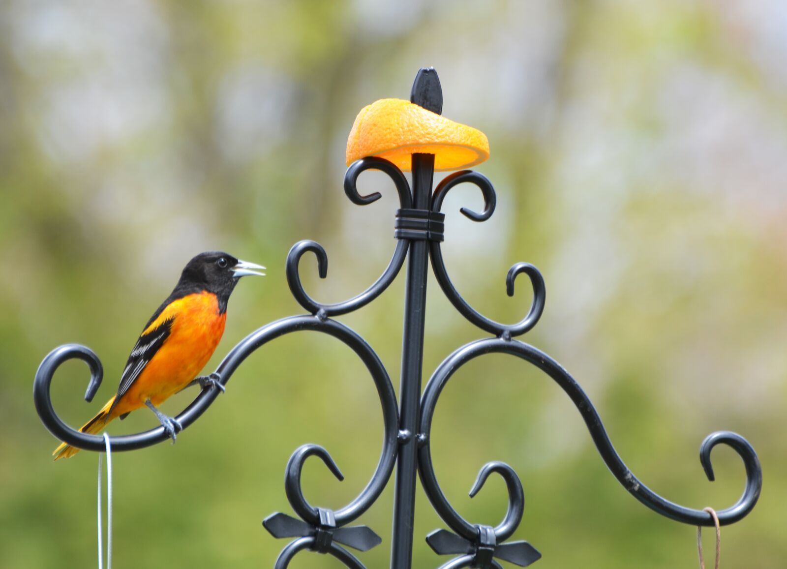 Nikon D7000 sample photo. Baltimore, oriole, bird photography