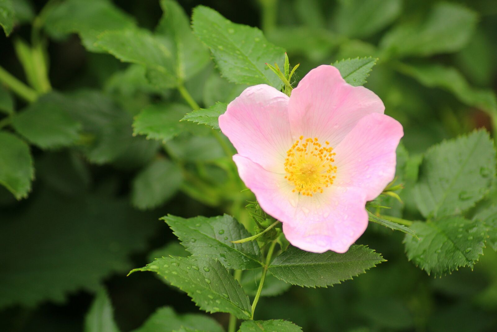 Canon EOS 1200D (EOS Rebel T5 / EOS Kiss X70 / EOS Hi) sample photo. Rose, bush, pink flower photography