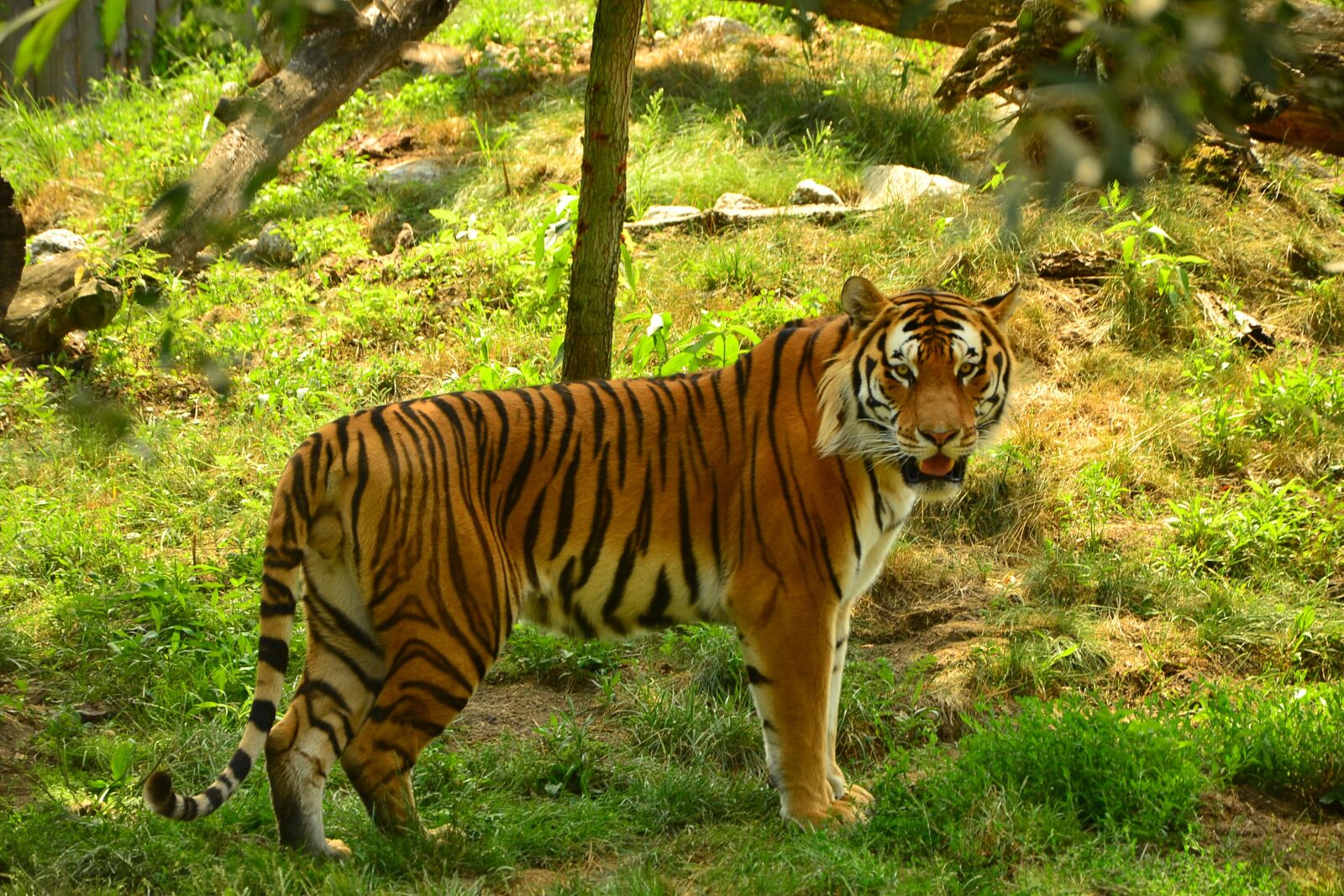 Nikon D3100 sample photo. Tiger, zoo, tigers photography