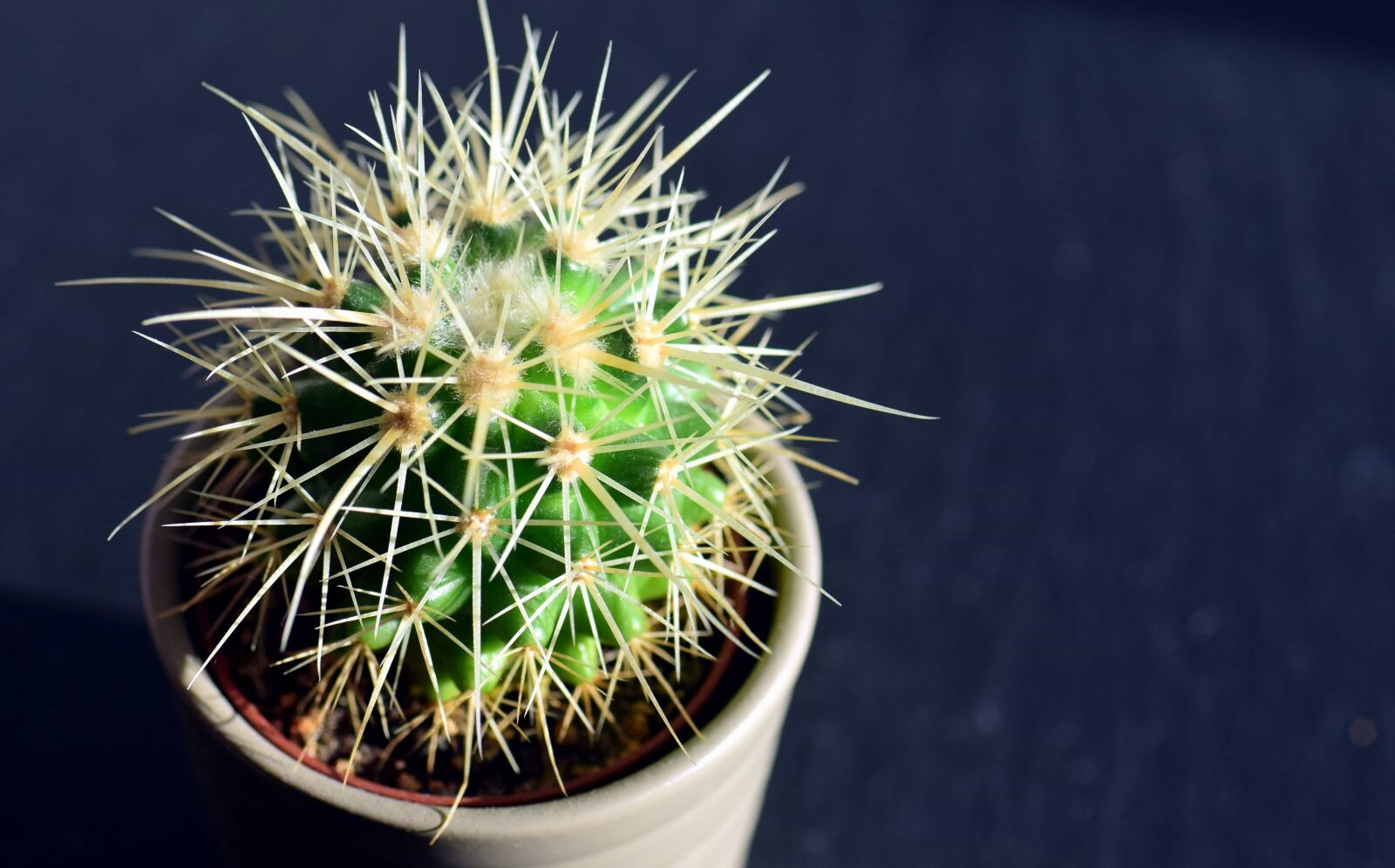 Nikon D3300 sample photo. Flora, thorn, sharp, spike photography