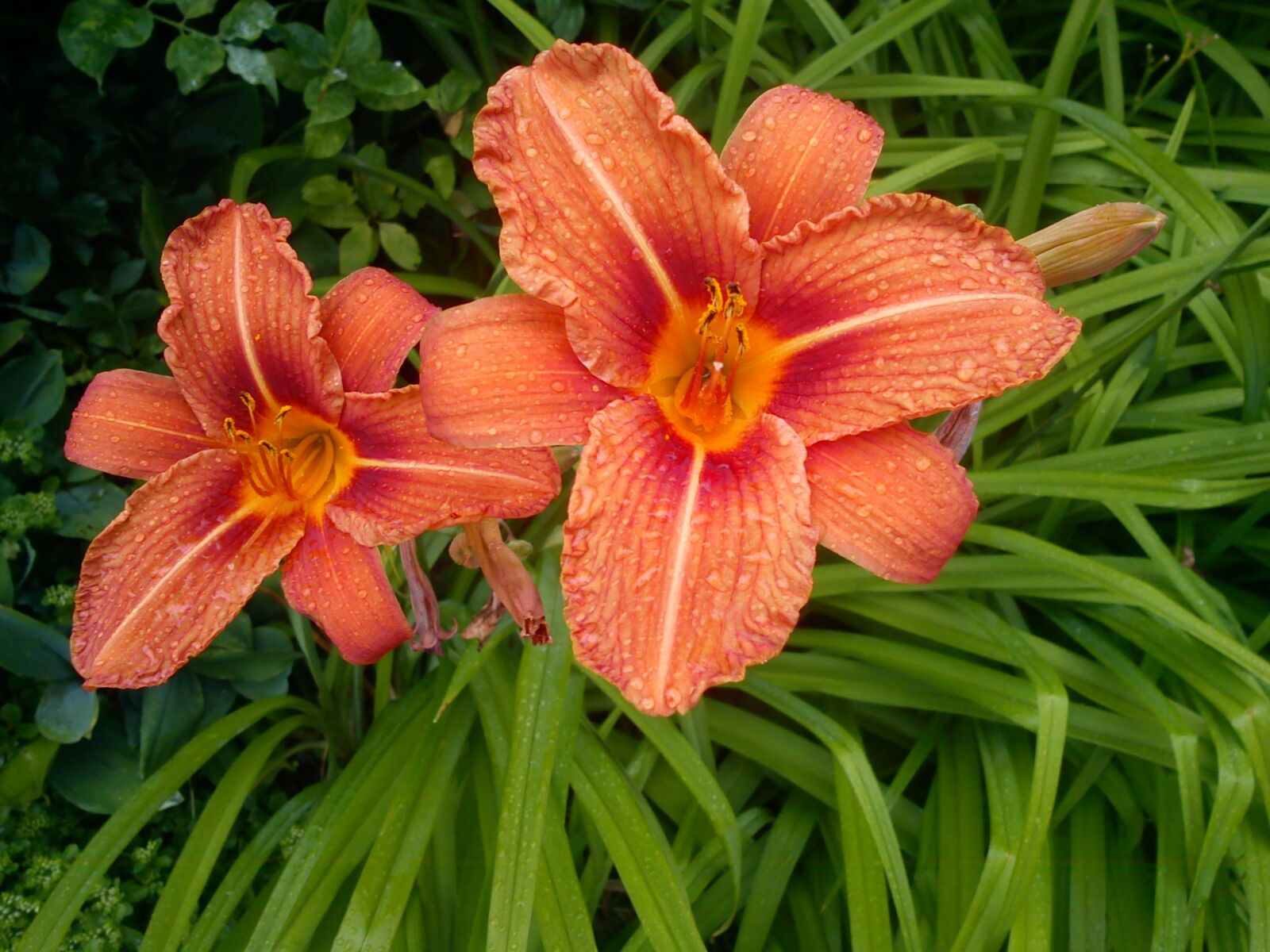 Sony Ericsson J10i2 sample photo. Lily, flower, orange photography