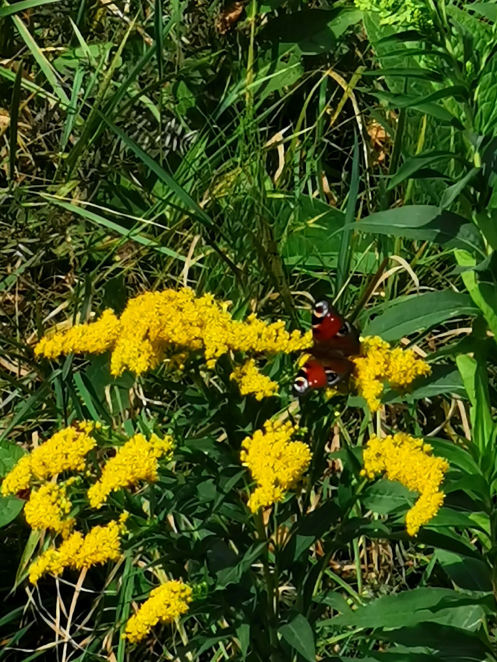 HUAWEI VOG-L29 sample photo. Nature, landscape, poland photography