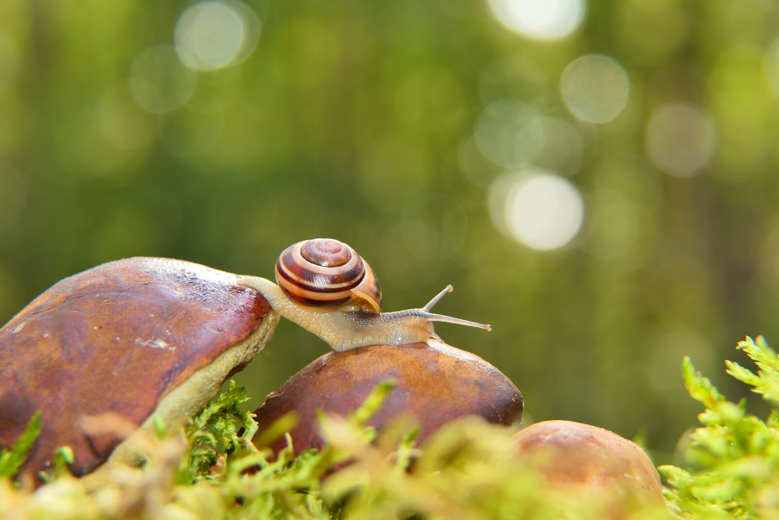 Panasonic Lumix DMC-FZ2500 (Lumix DMC-FZ2000) sample photo. Snail, grove snail, mollusc photography