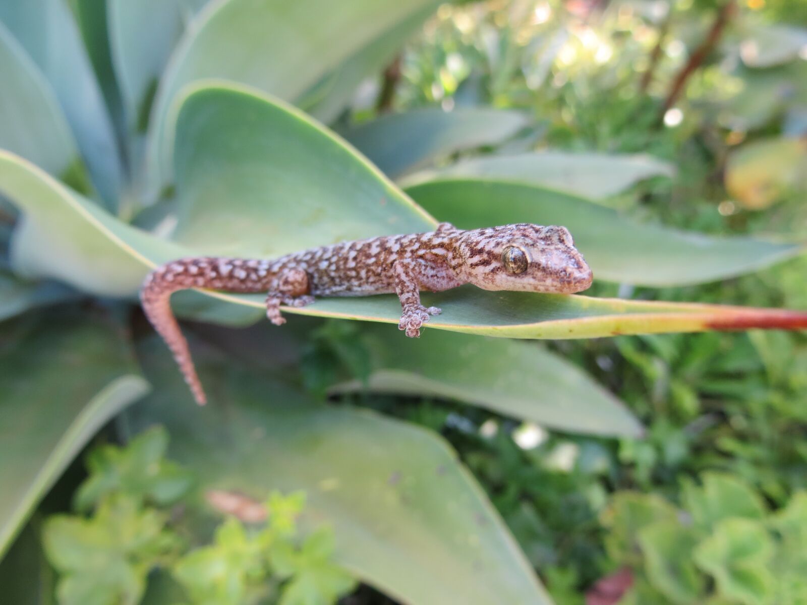 Canon PowerShot SX240 HS sample photo. Gecko, succulent, garden photography