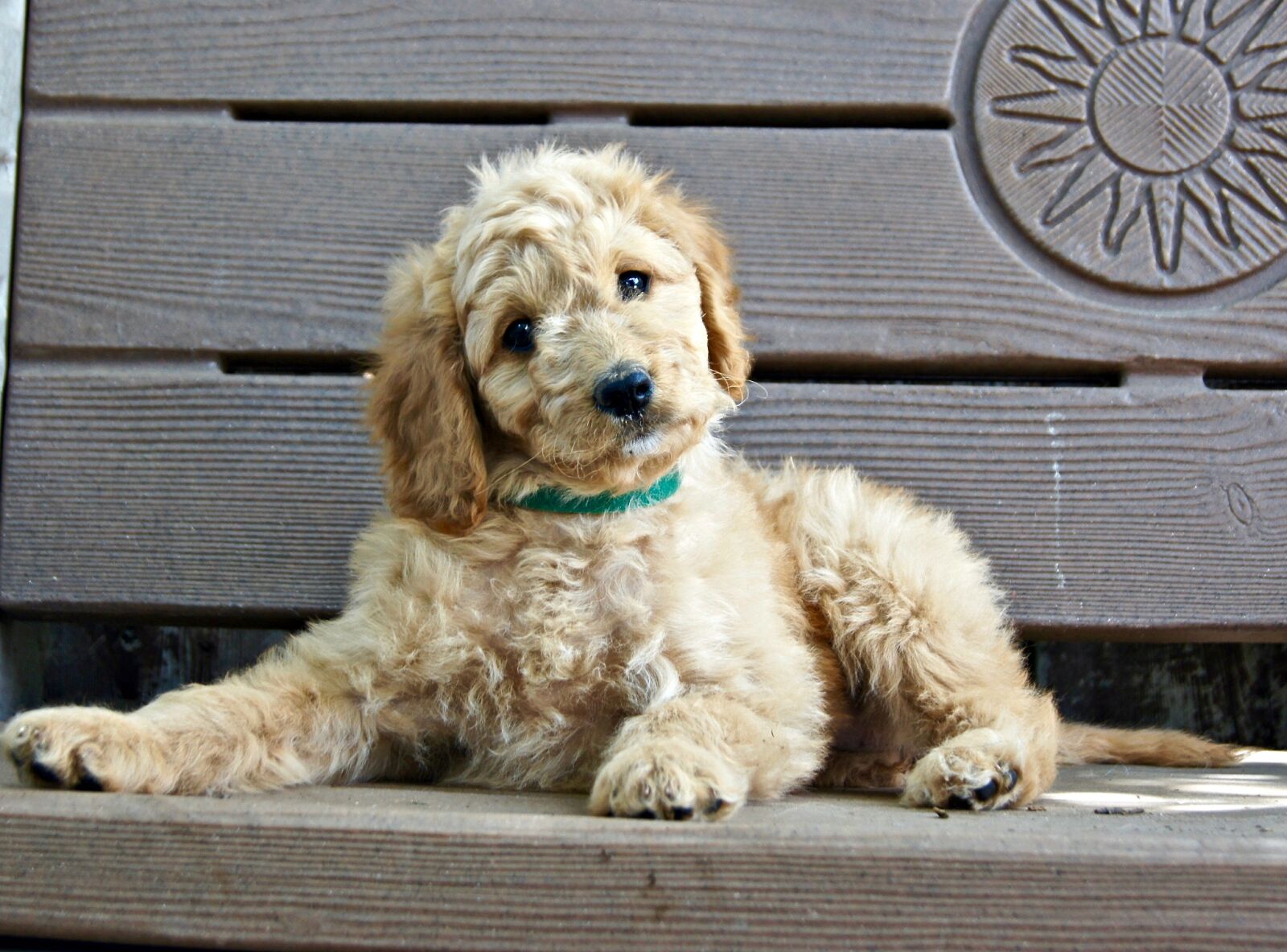 Sony SLT-A55 (SLT-A55V) sample photo. Puppy, bench, sitting photography