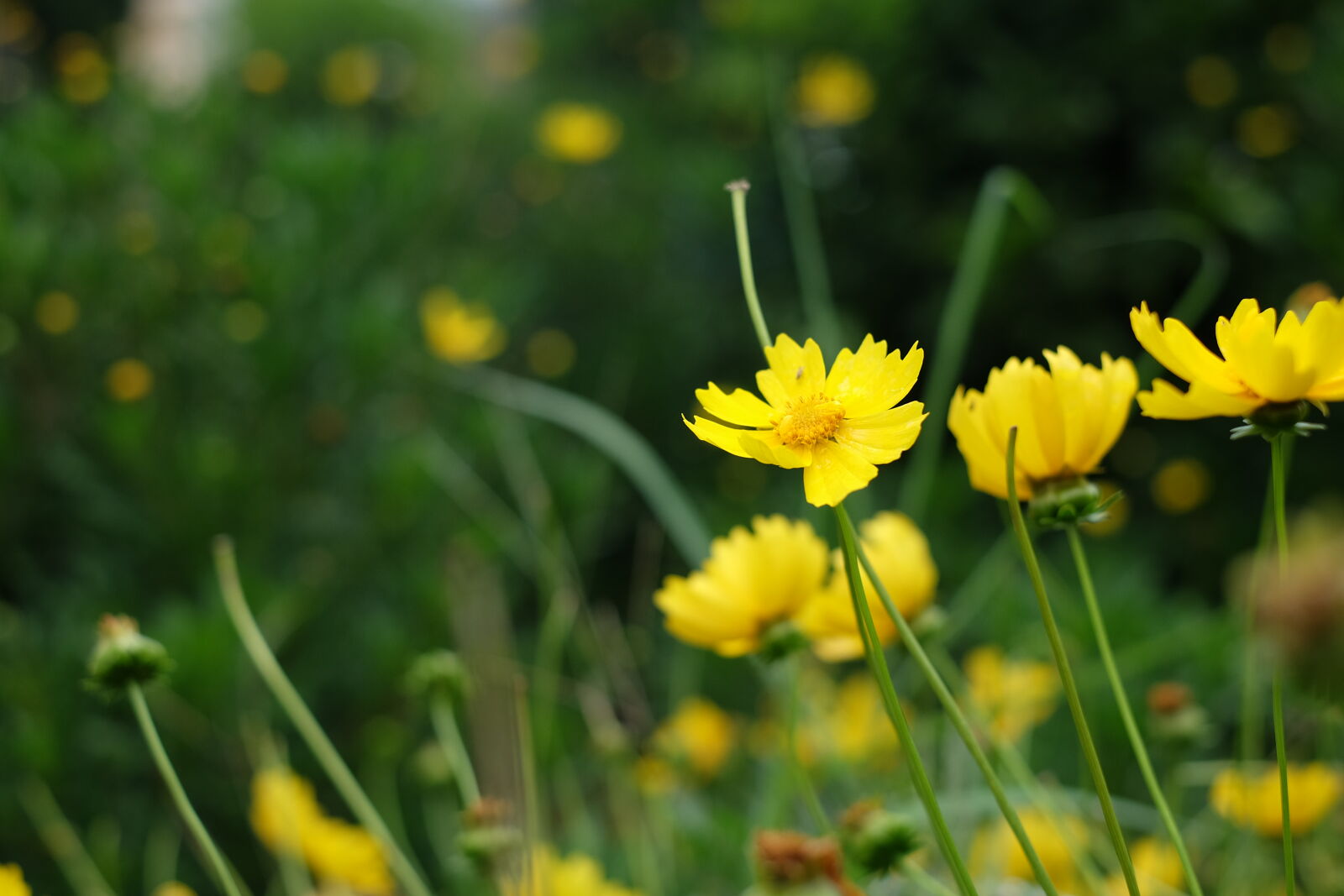Fujifilm X-A1 sample photo. Flower, yellow photography