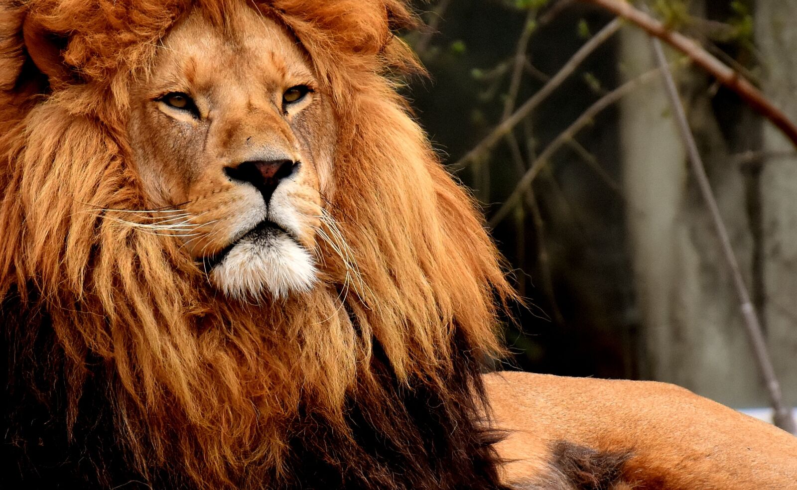 Nikon D7200 sample photo. Lion, predator, dangerous photography