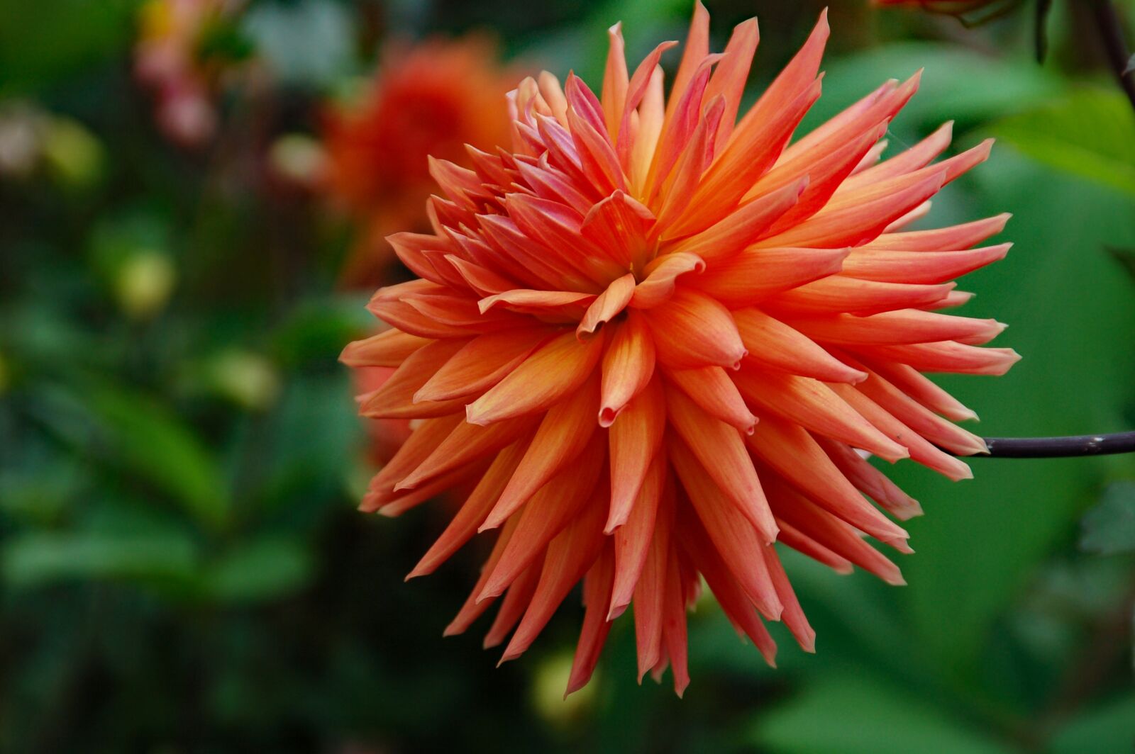 Nikon D50 sample photo. Aster, autumn, bloom photography