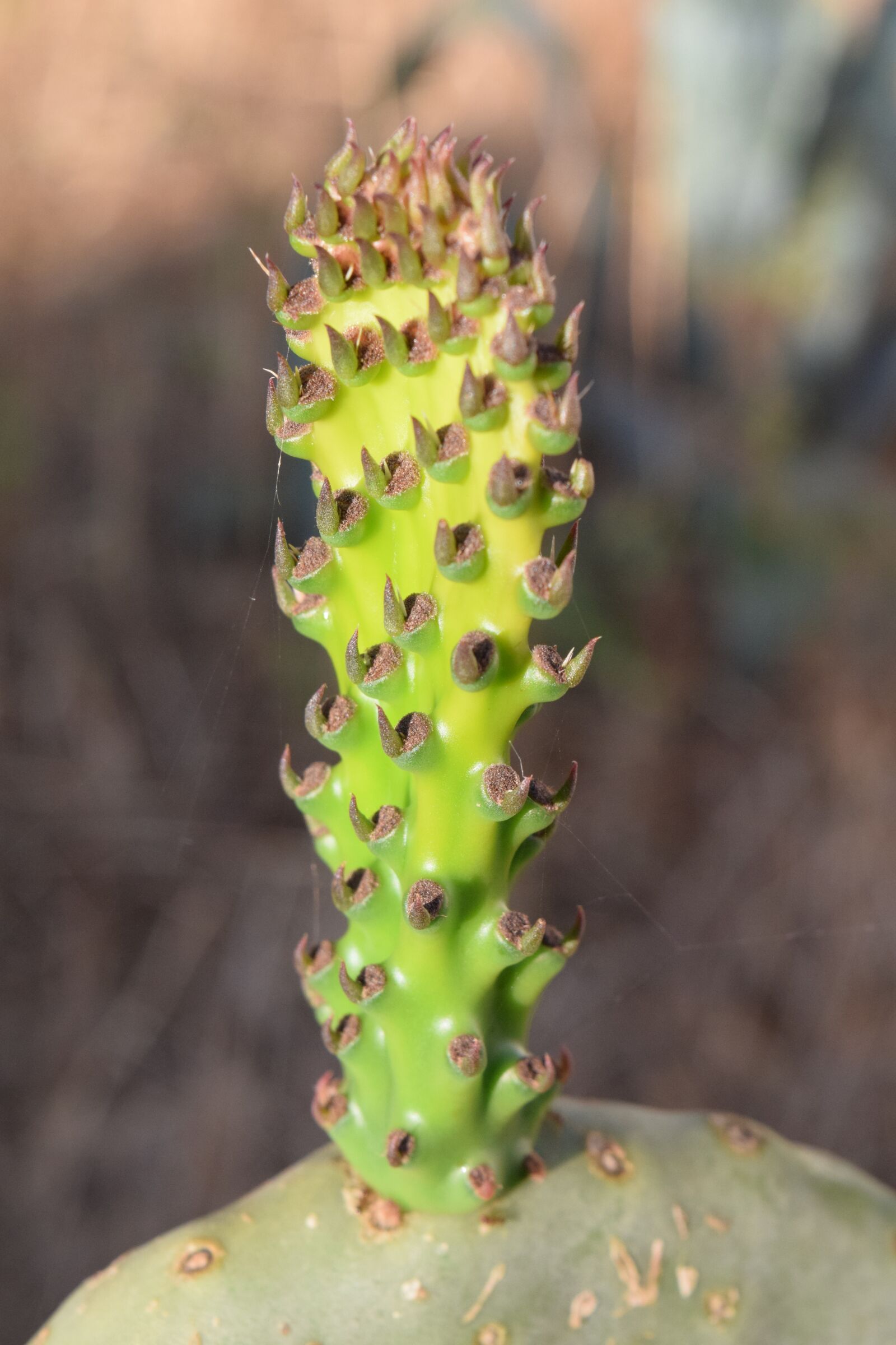 Nikon D3300 sample photo. Prickly pear, close up photography