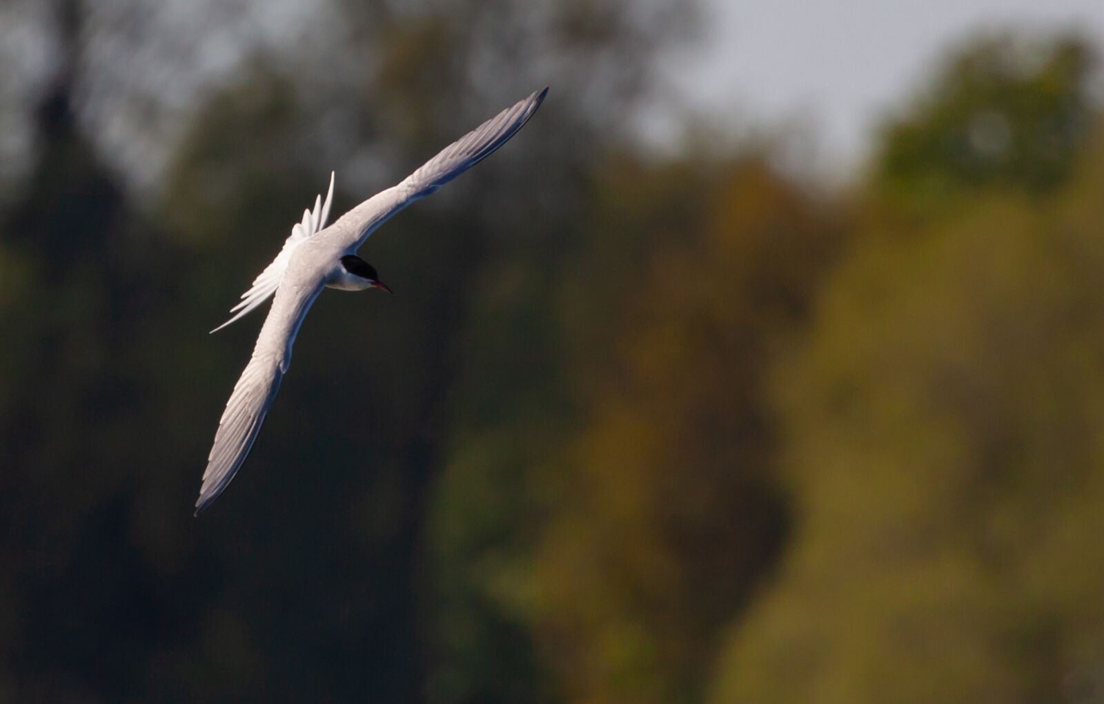 Canon EOS 5D Mark II + Canon EF 100-400mm F4.5-5.6L IS II USM sample photo. Common tern, tern, sea photography