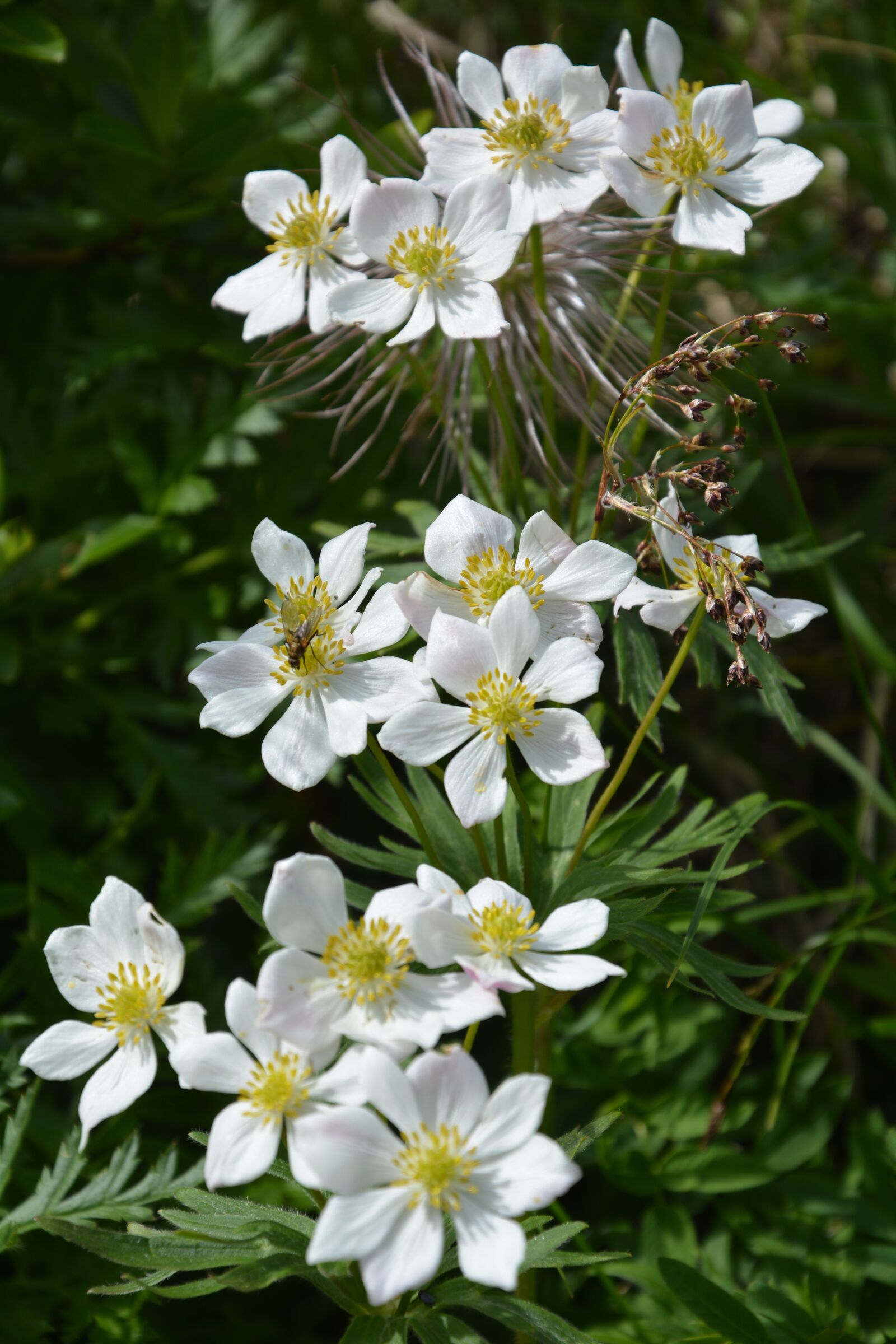 Nikon D5200 sample photo. Mountain flower, blossom, bloom photography