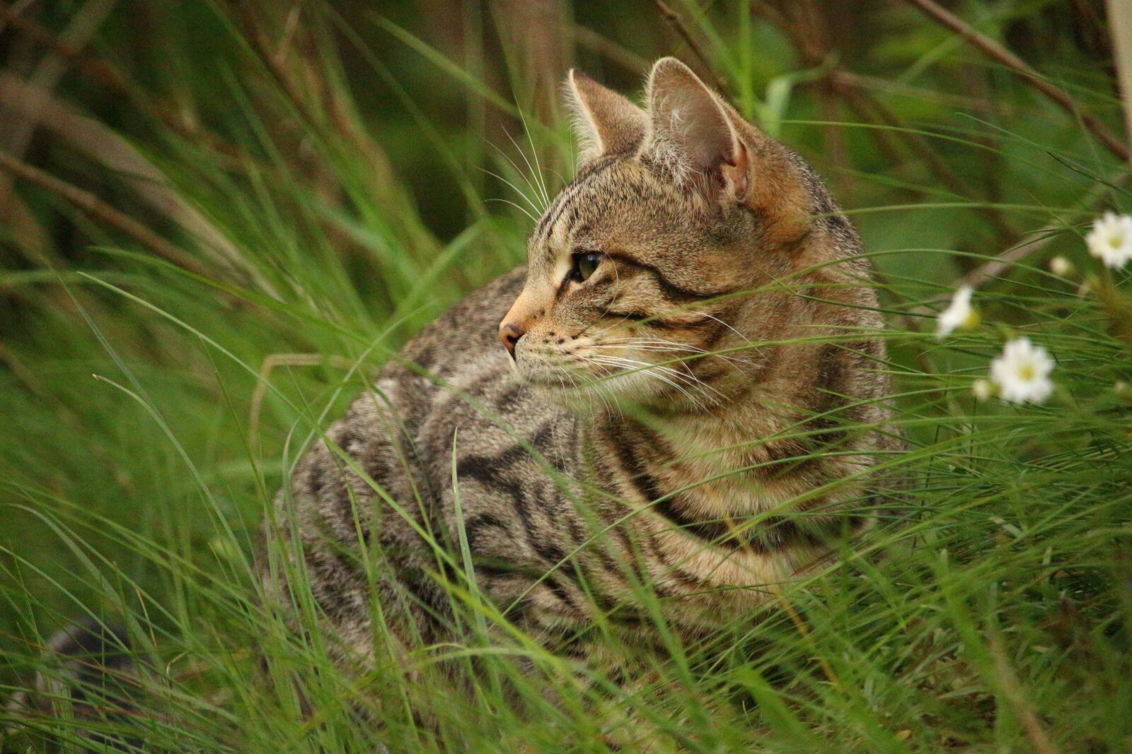 Canon EOS 100D (EOS Rebel SL1 / EOS Kiss X7) sample photo. Cat, mieze, tiger photography