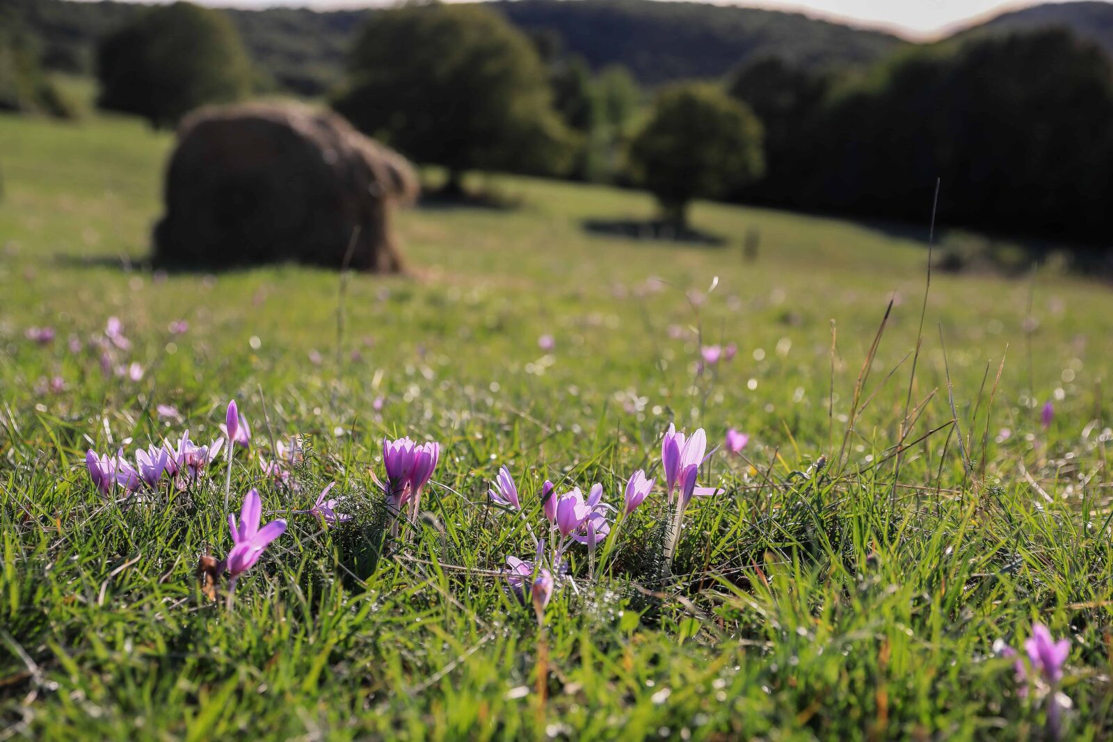 Canon EOS 5D Mark IV sample photo. Grass, nature, field, landscape photography