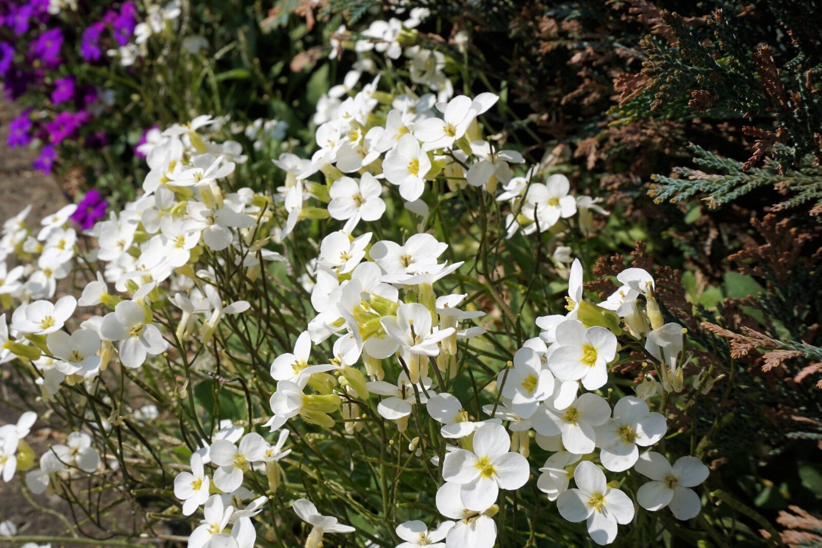 Sony a6000 sample photo. Flowers, small, spring photography