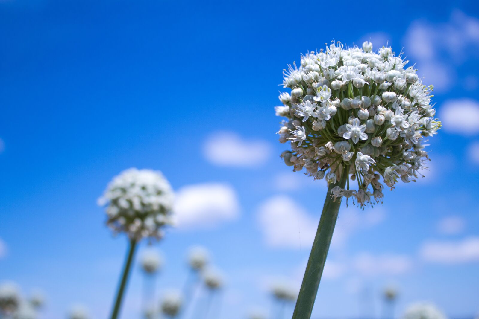 Canon EOS 1300D (EOS Rebel T6 / EOS Kiss X80) sample photo. Flower, onion, nature photography