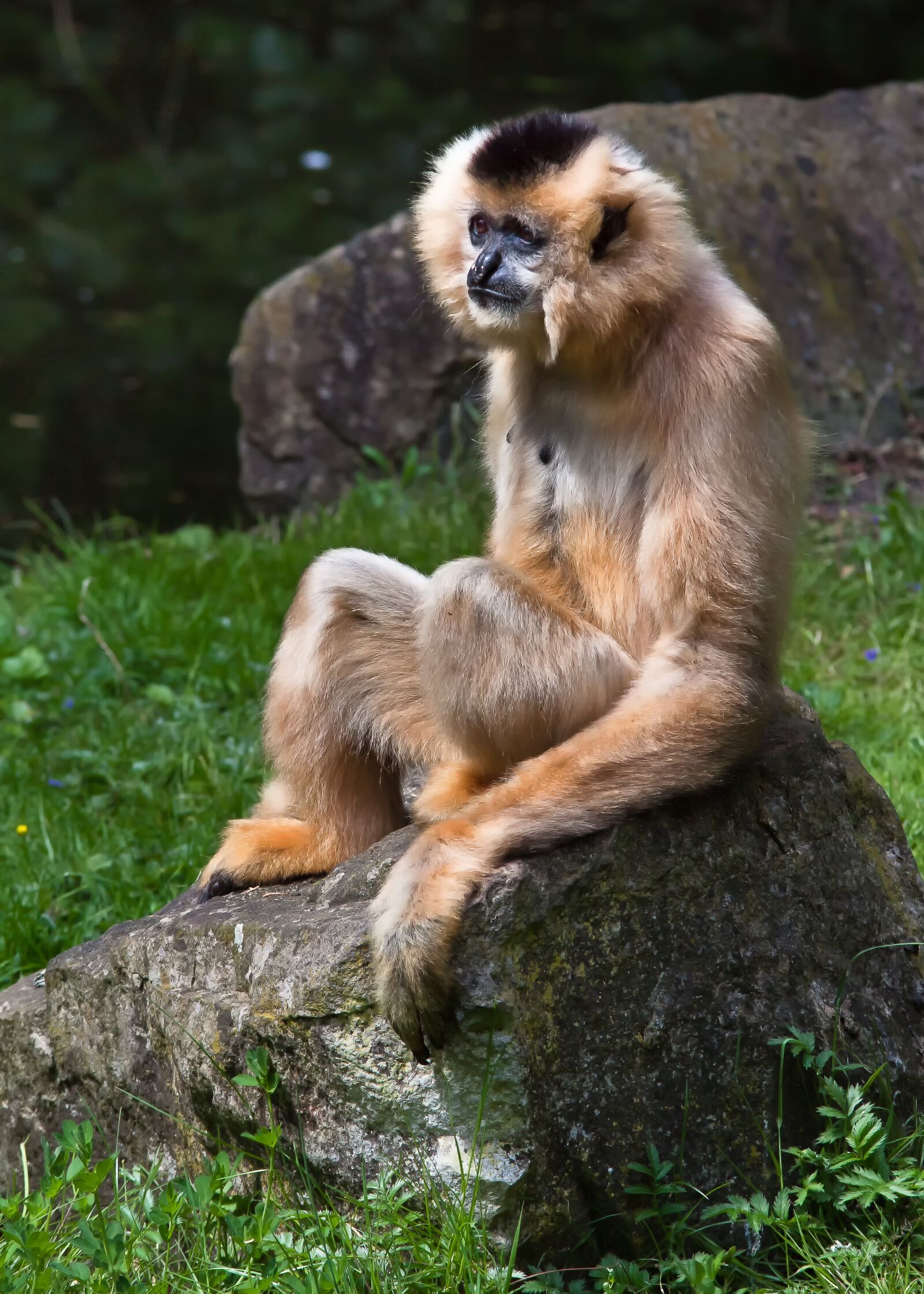 Canon EOS 50D sample photo. Monkey, animal, tree photography