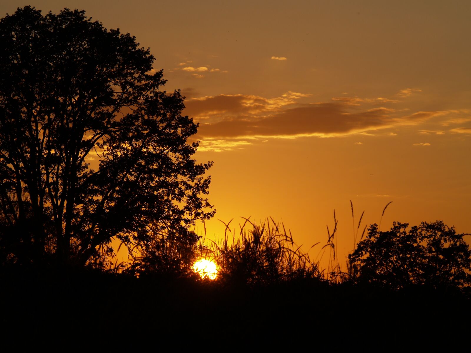 Olympus E-500 (EVOLT E-500) sample photo. Sunset, orange, trees photography