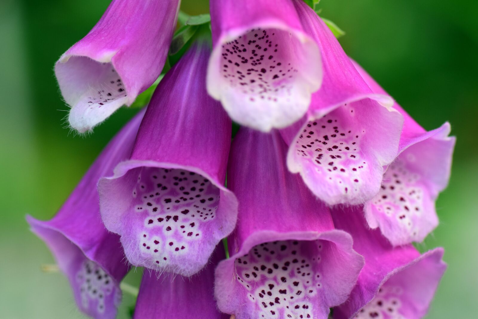 Nikon D3300 sample photo. Thimble, digitalis, toxic photography