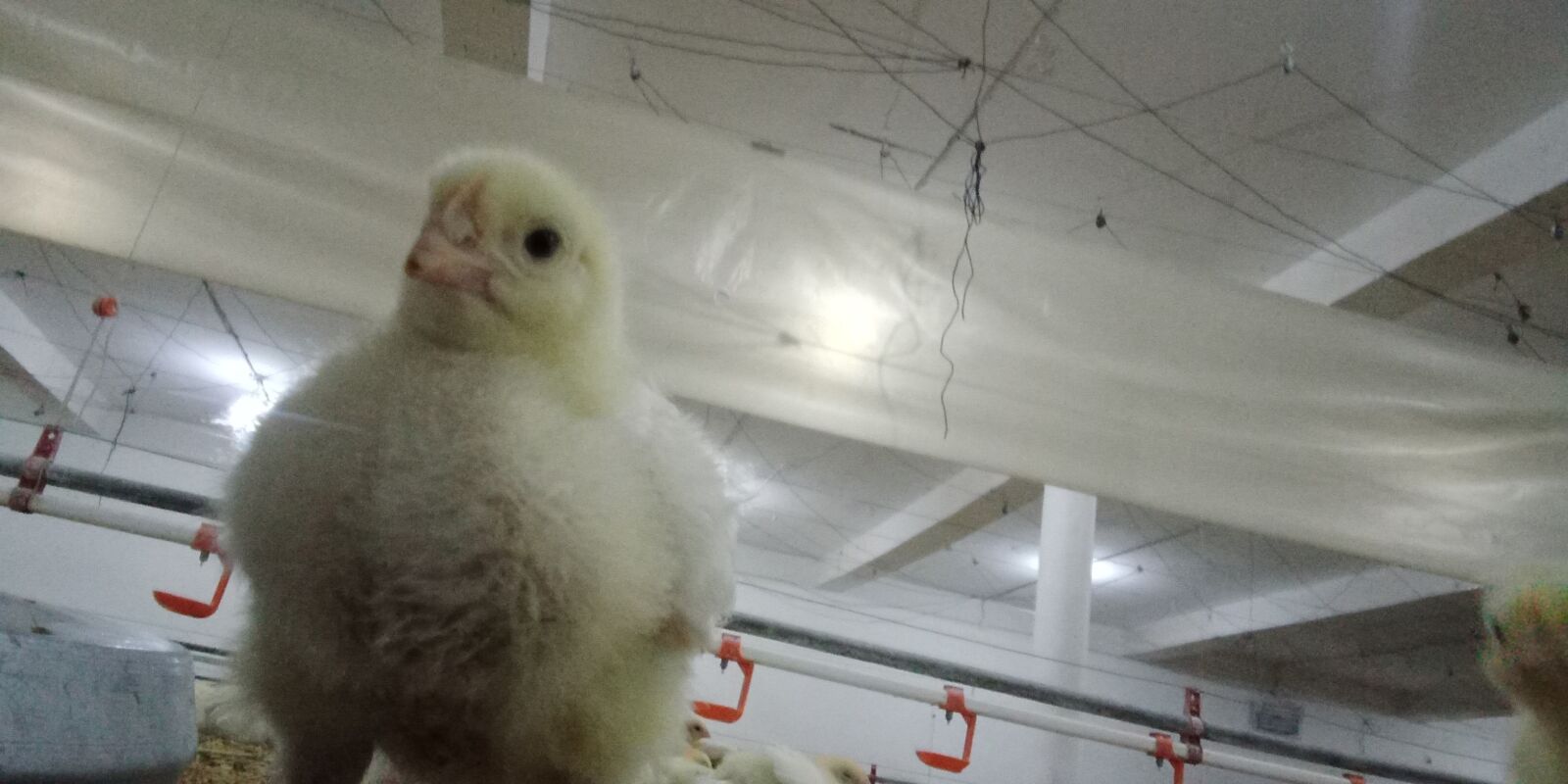 OPPO A83 sample photo. Chick, chooza, chicken photography