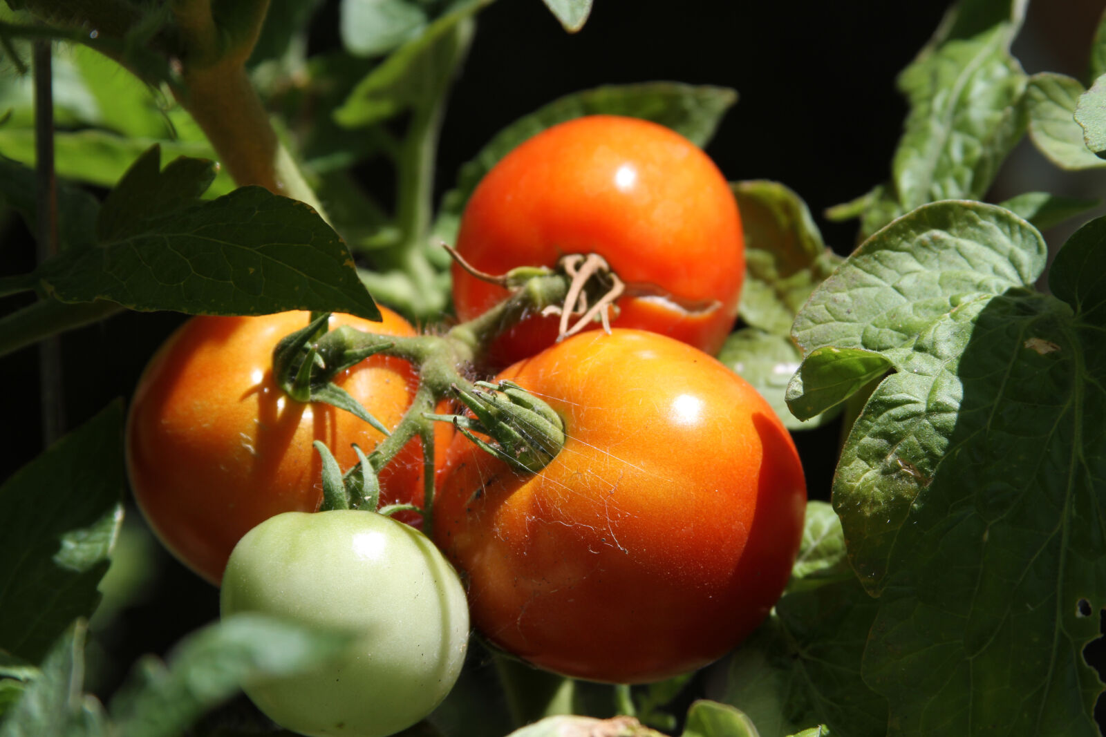 Canon EF 28-135mm F3.5-5.6 IS USM sample photo. Tomatoes photography