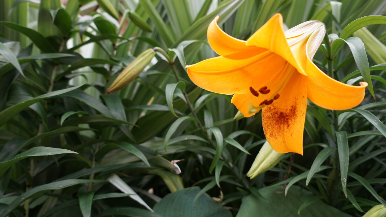 E 18-50mm F4-5.6 sample photo. Flower, garden, nature photography