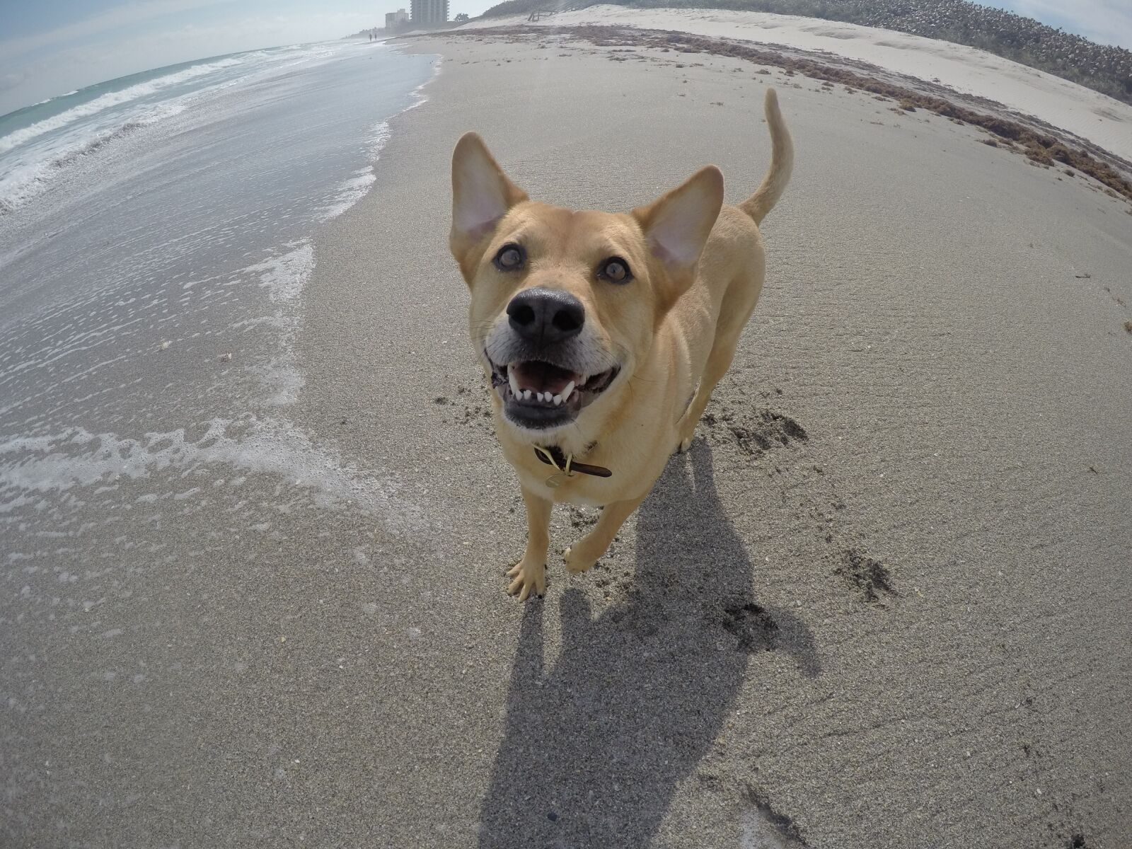 GoPro HERO4 Black sample photo. Beach, dog, ocean photography