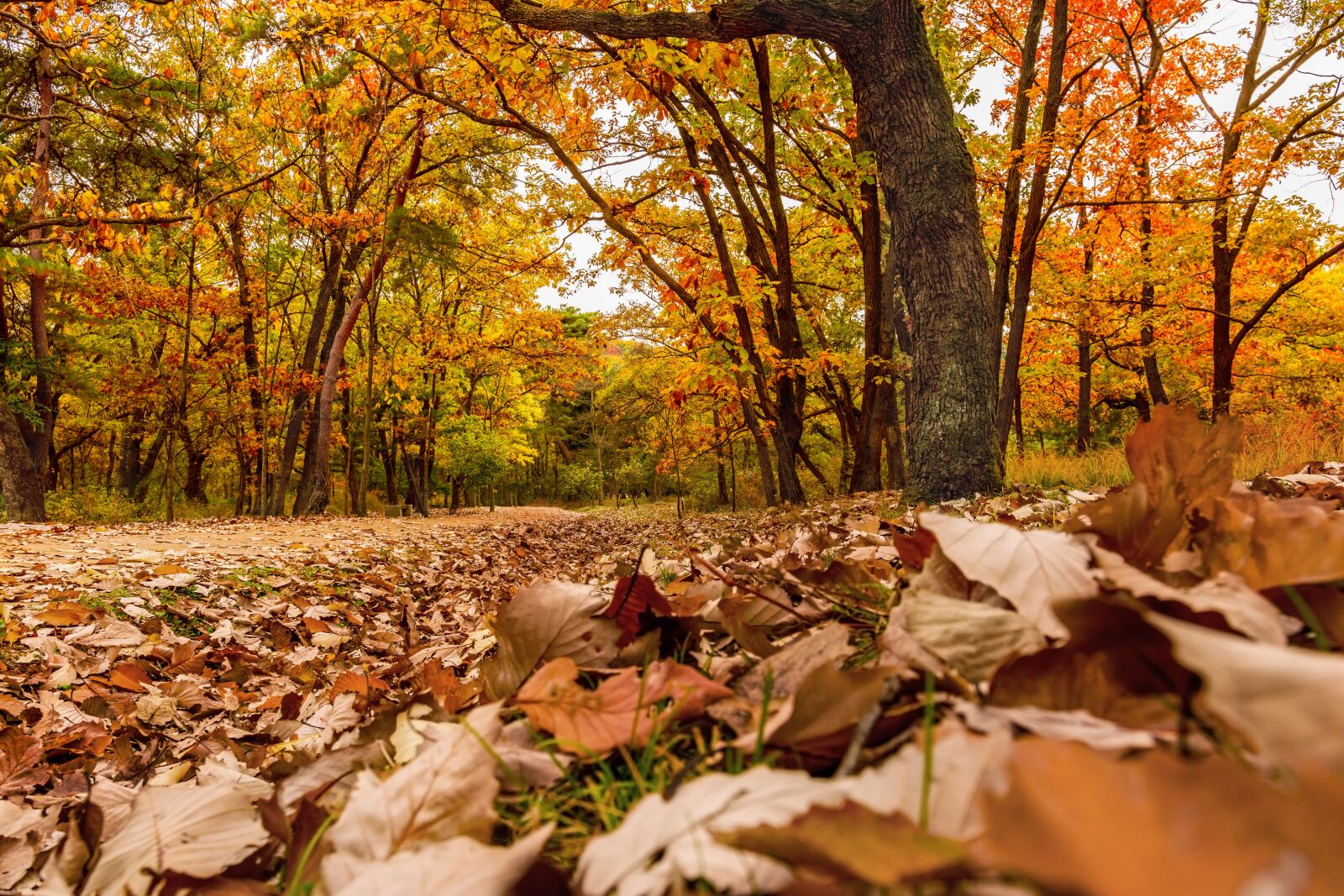 Nikon D7100 sample photo. And thu, autumn, autumn photography