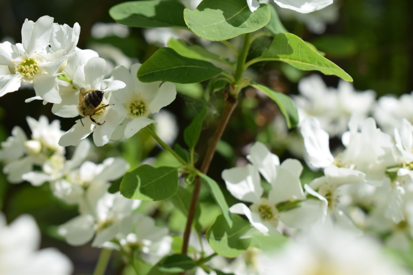 Nikon D5300 sample photo. Bee, flower, bud photography