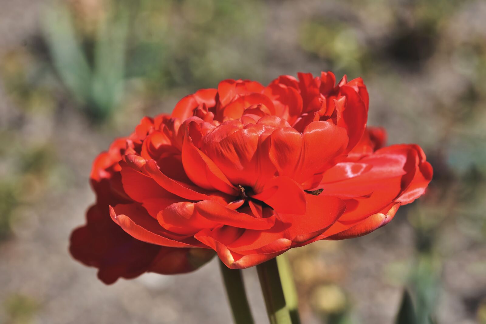 Nikon D7200 sample photo. Tulip, tulpenbluete, tulip field photography