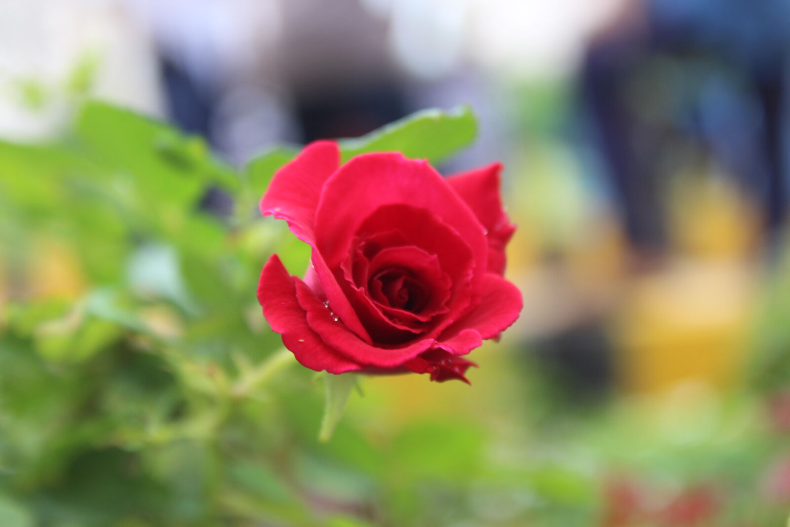 Canon EOS 1300D (EOS Rebel T6 / EOS Kiss X80) sample photo