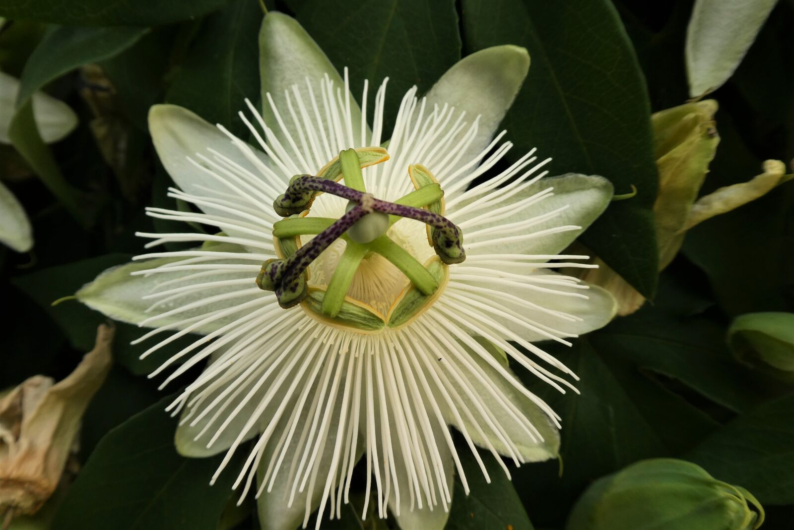 Panasonic Lumix DC-ZS70 (Lumix DC-TZ90) sample photo. Passion flower, flower, blossom photography