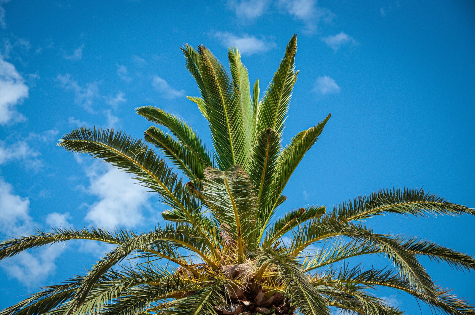 Nikon D90 sample photo. Palm, sky, sea photography