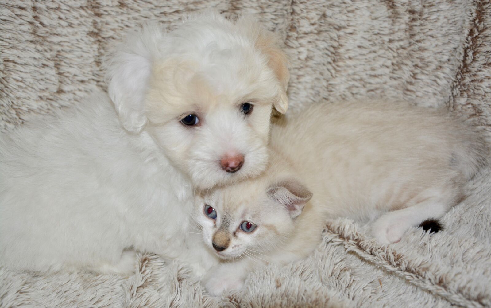 Nikon D5200 sample photo. Dog cat, canine, complicity photography