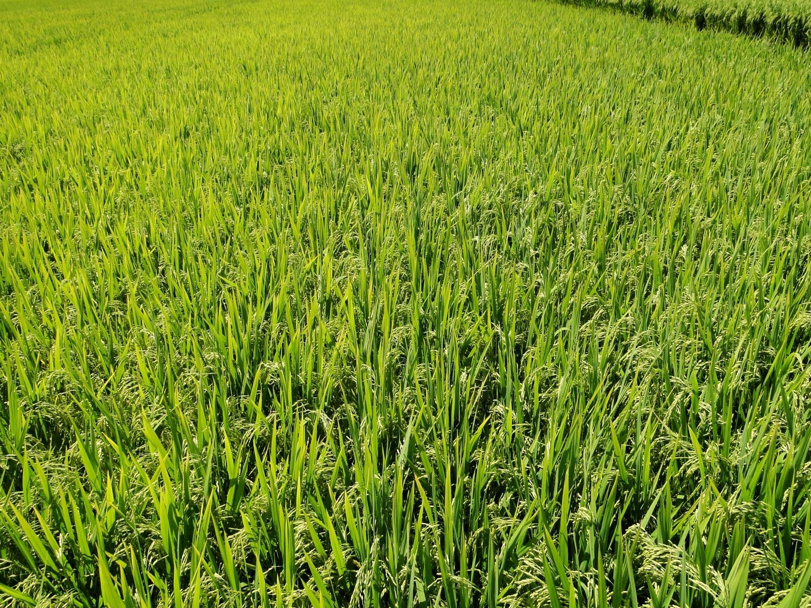 Sony Cyber-shot DSC-HX1 sample photo. Rice, south, vintage photography