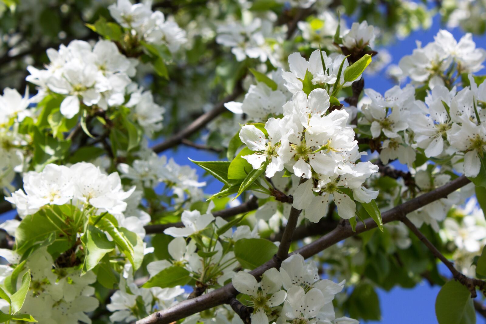 Canon EOS 1200D (EOS Rebel T5 / EOS Kiss X70 / EOS Hi) sample photo. Apple tree, tree in photography