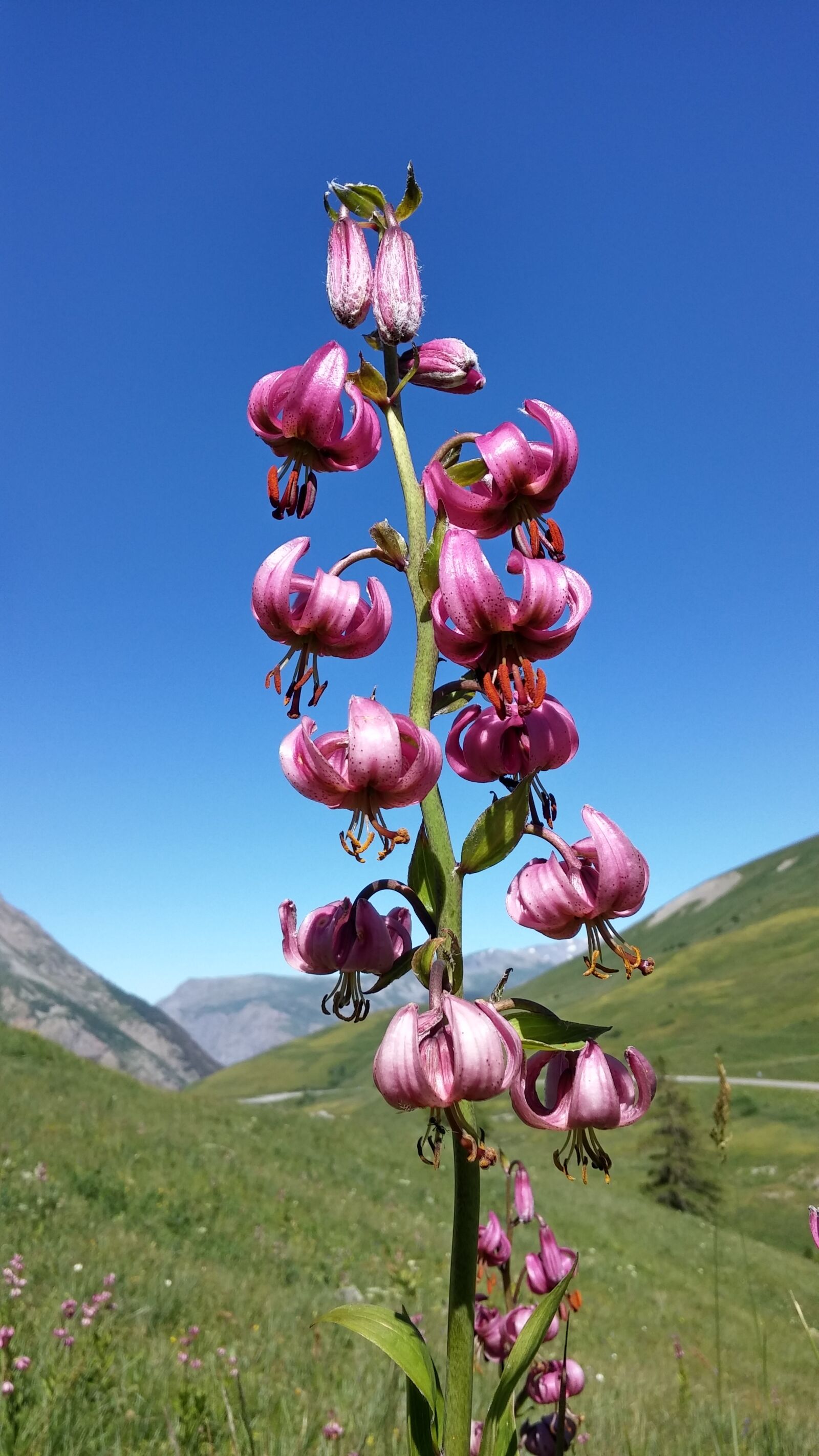 LG D855 sample photo. Martagon lily, flower, nature photography