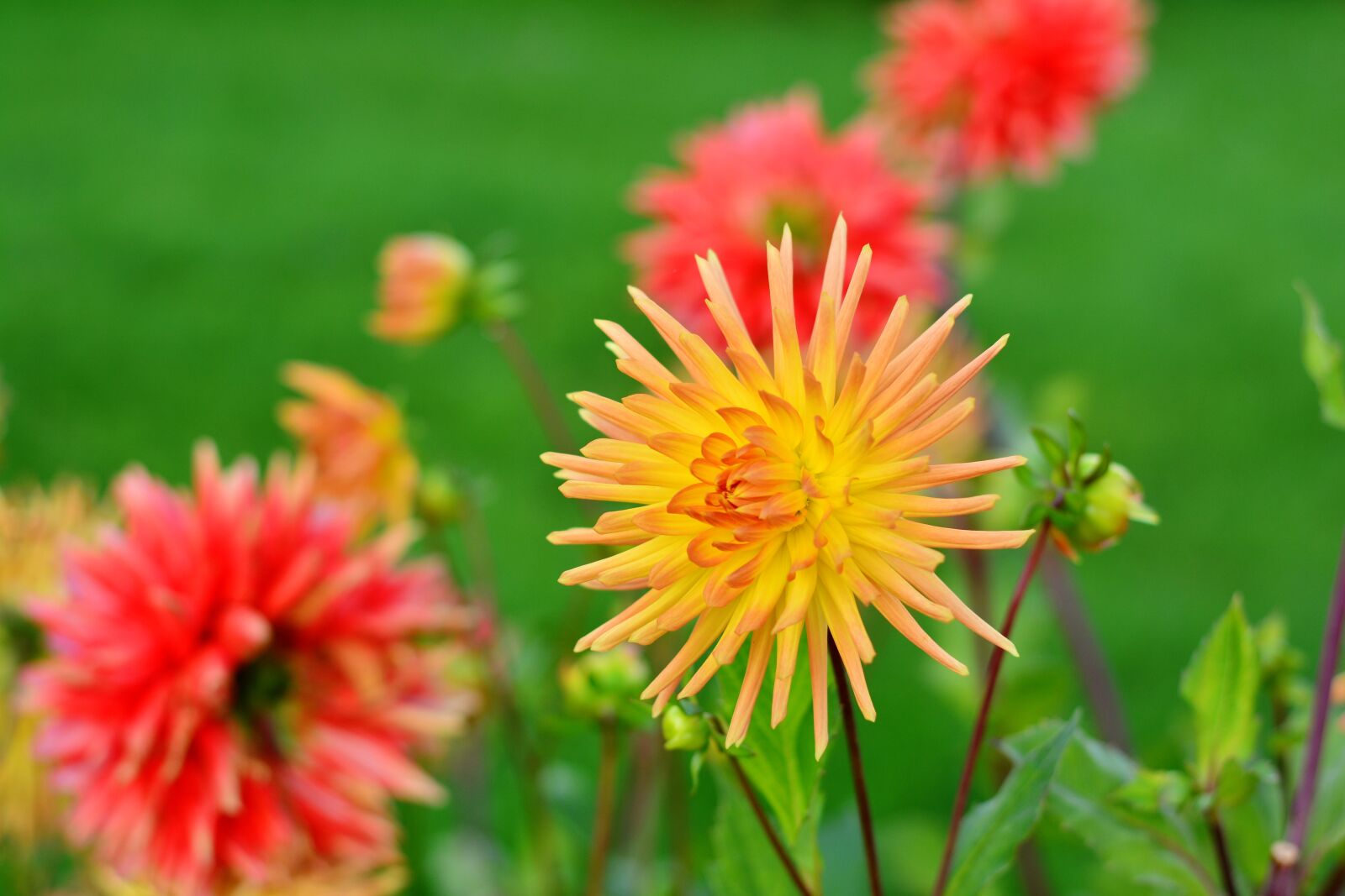 Nikon D5200 sample photo. Dahlias, dahlia cultivas, cactus photography