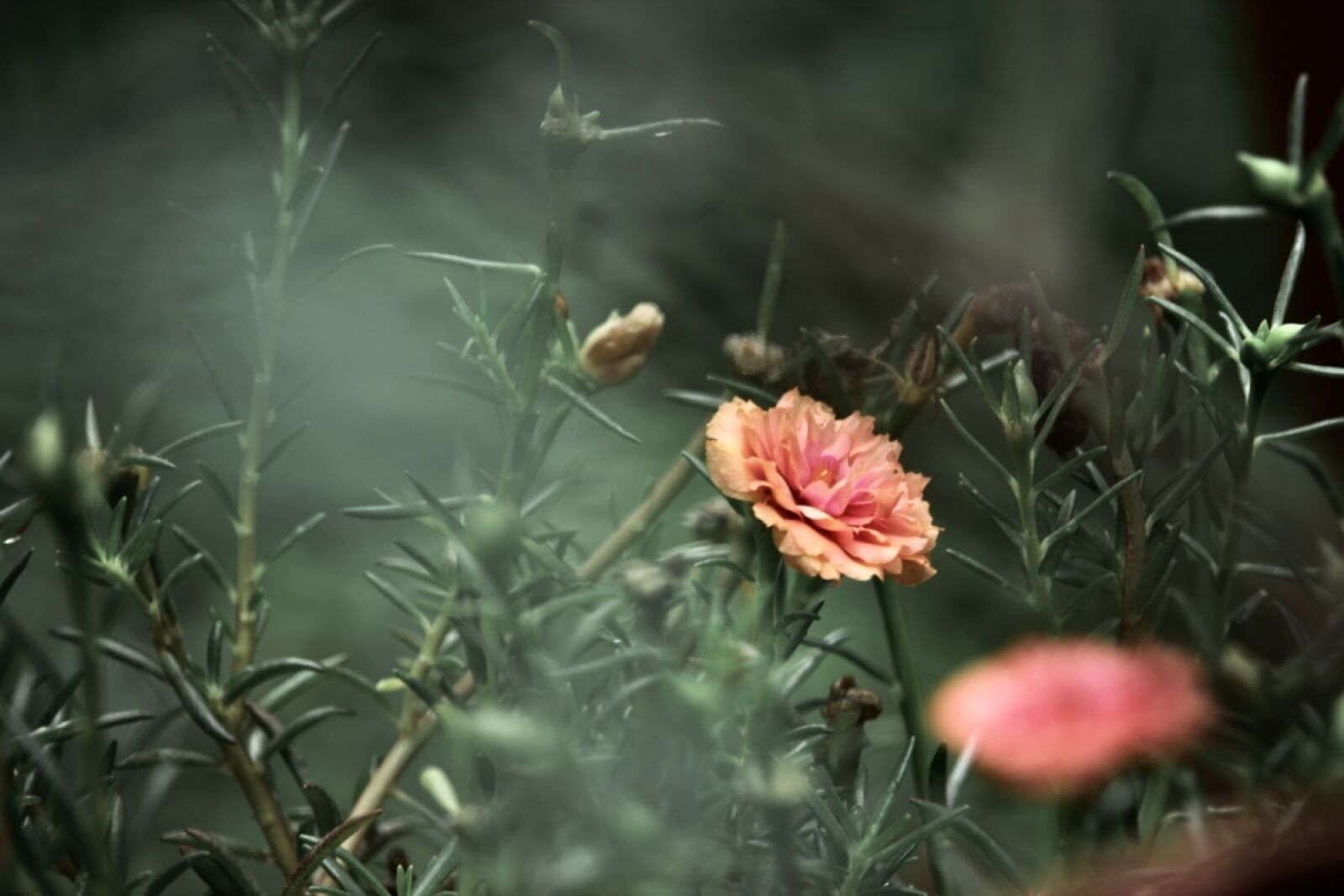 Canon EOS 600D (Rebel EOS T3i / EOS Kiss X5) sample photo. Blur, carnation, flower, orange photography