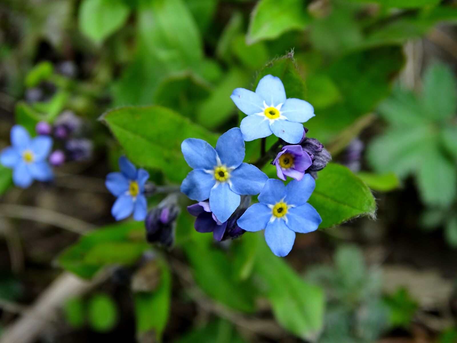 Sony Cyber-shot DSC-HX400V sample photo. Forget me not, blue photography
