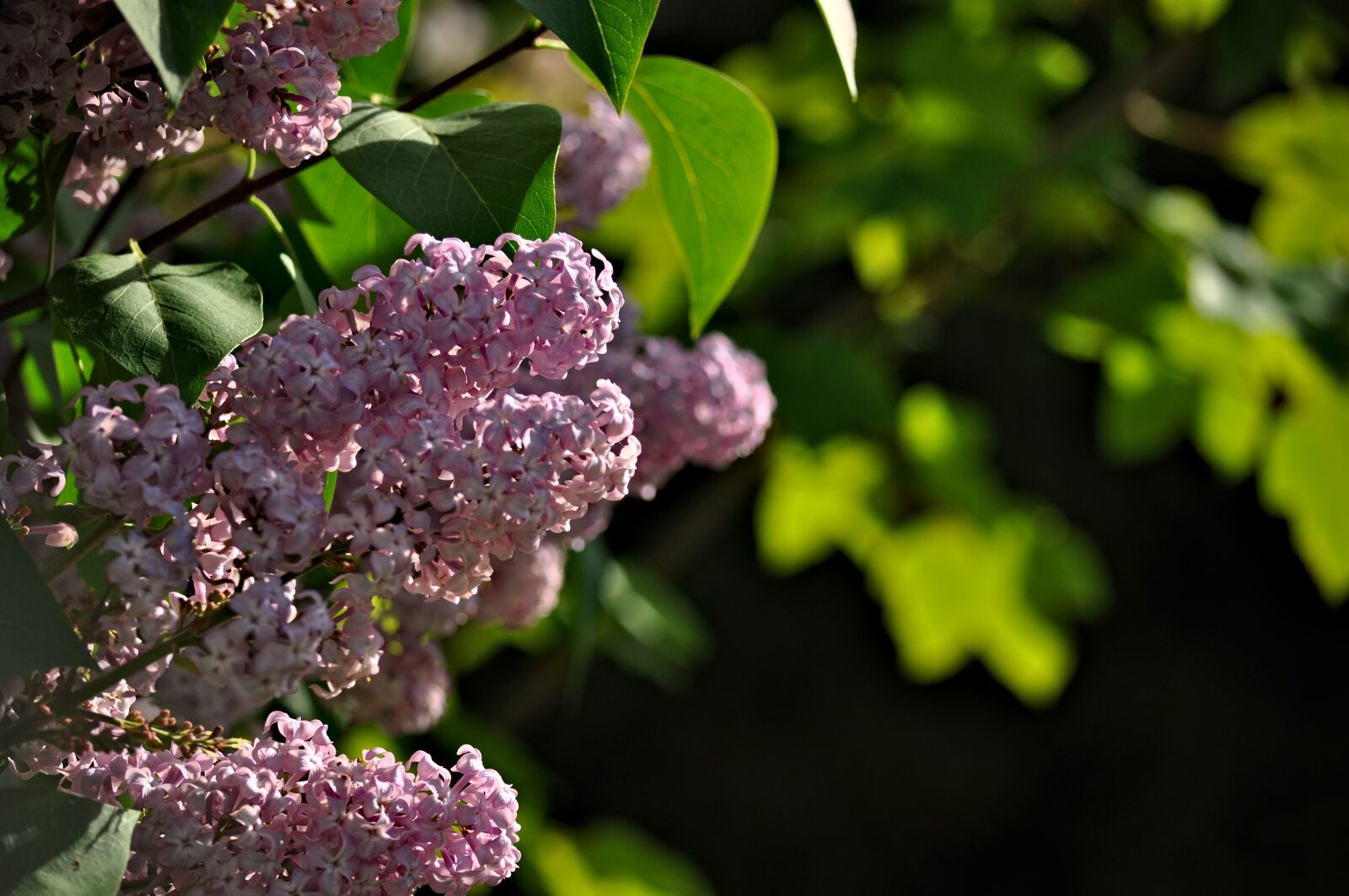 Nikon D90 sample photo. Lilac, syringa, ordinary lilac photography