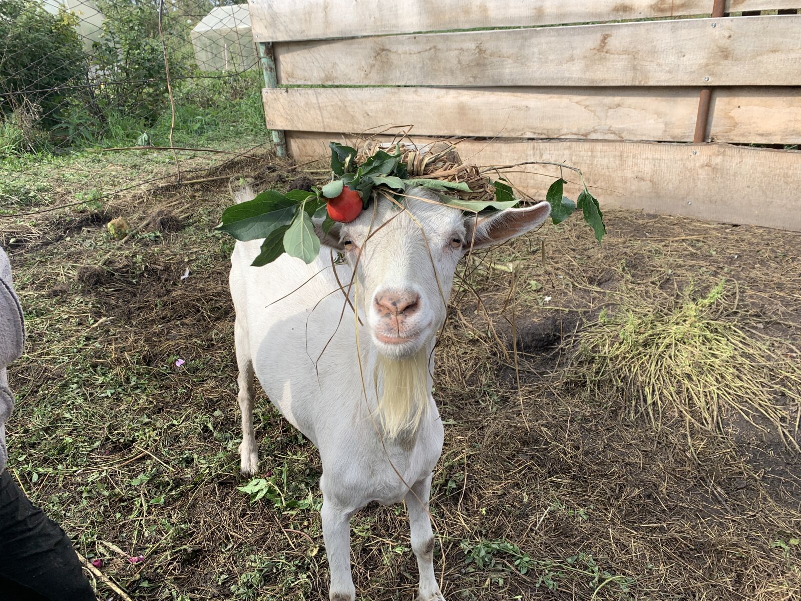Apple iPhone XS sample photo. коза, козлята, животные photography