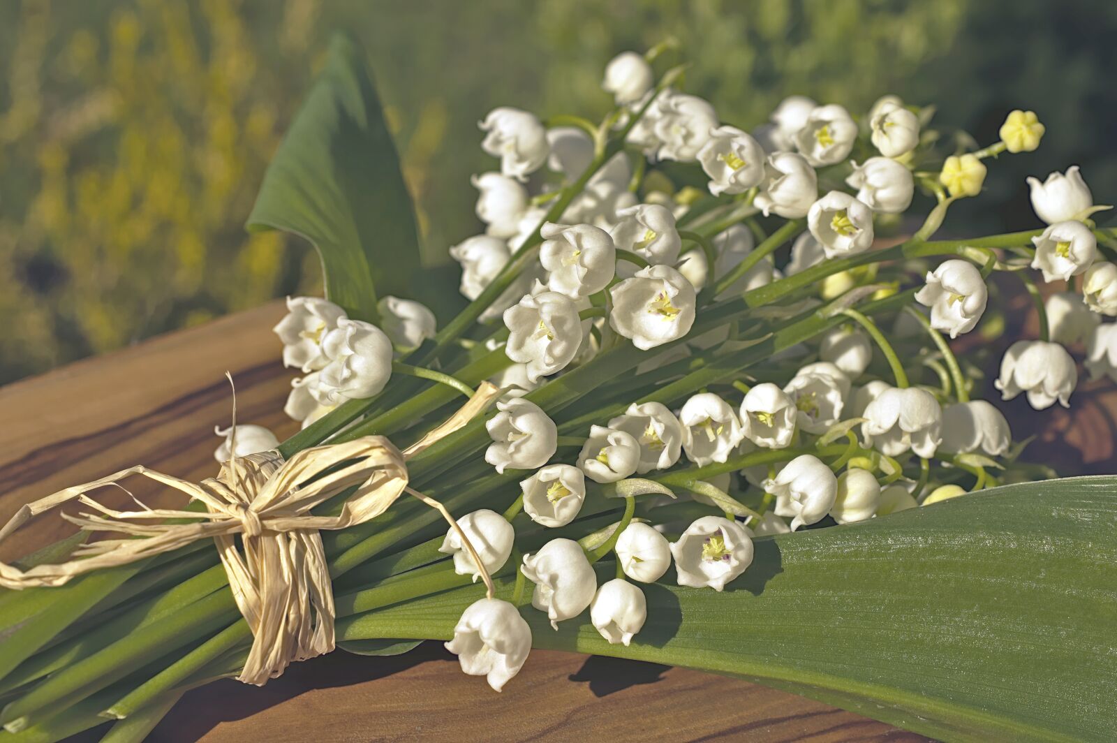 Nikon D3200 sample photo. Lily of the valley photography