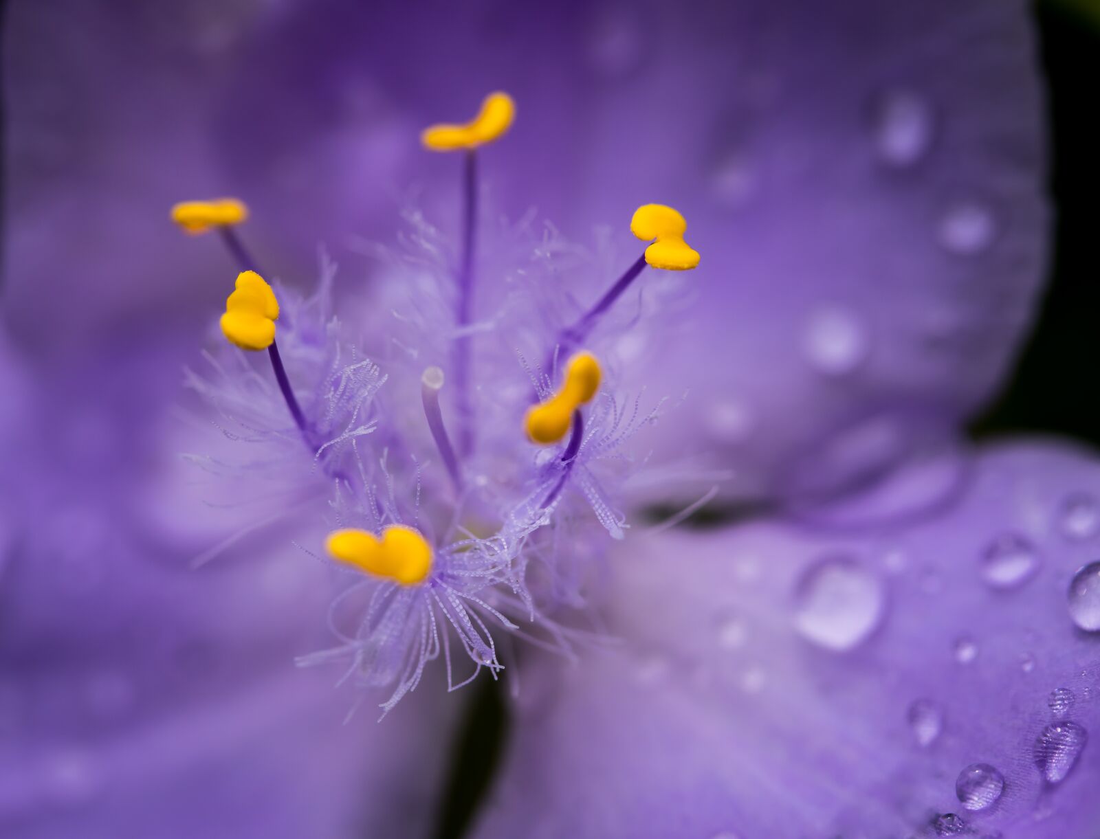 Canon EF-S 60mm F2.8 Macro USM sample photo. Blossom, bloom, flower photography