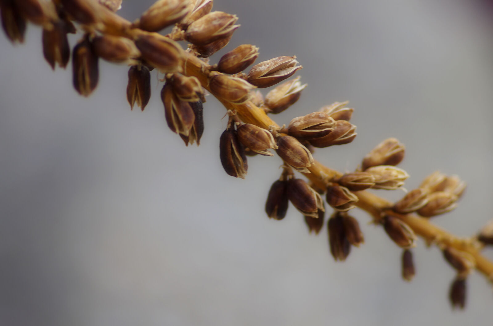Pentax K-5 II sample photo. Brown, plant, close, up photography