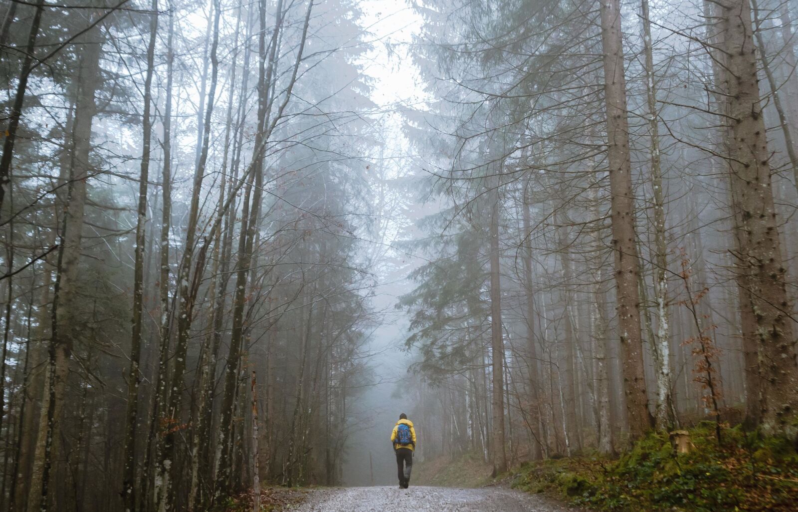 Nikon D610 sample photo. Weather, forest, road, cold photography