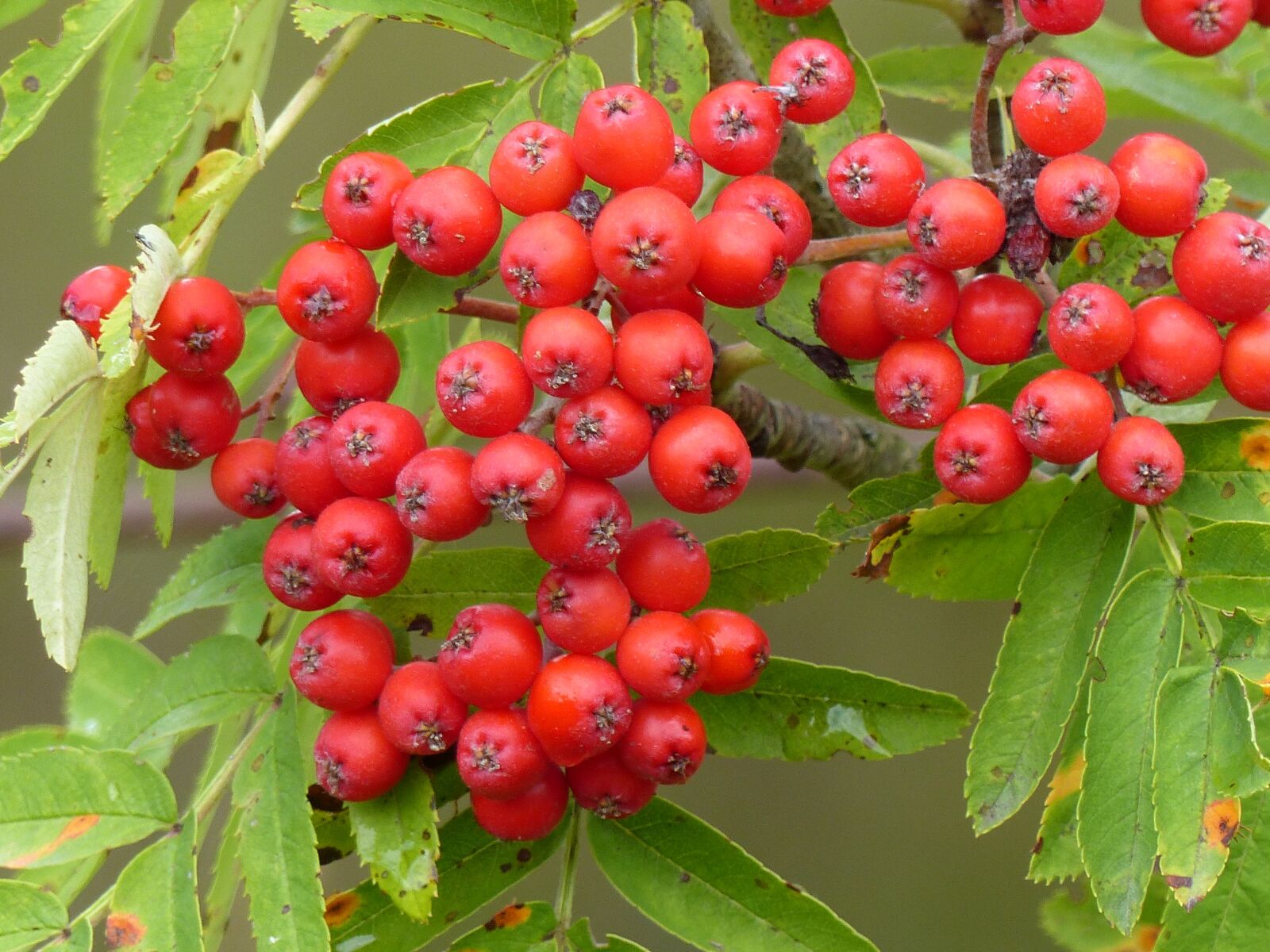Panasonic Lumix DMC-FZ200 sample photo. Rowan berries, orange, summer photography