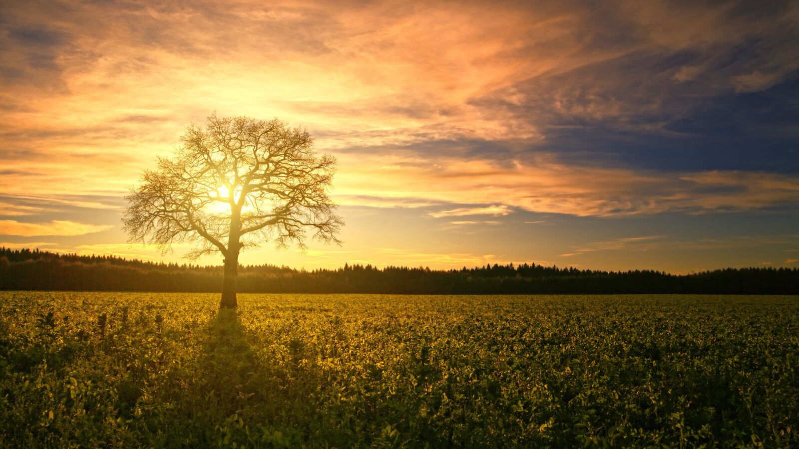 Canon EOS 5D sample photo. Sunset, tree, field photography