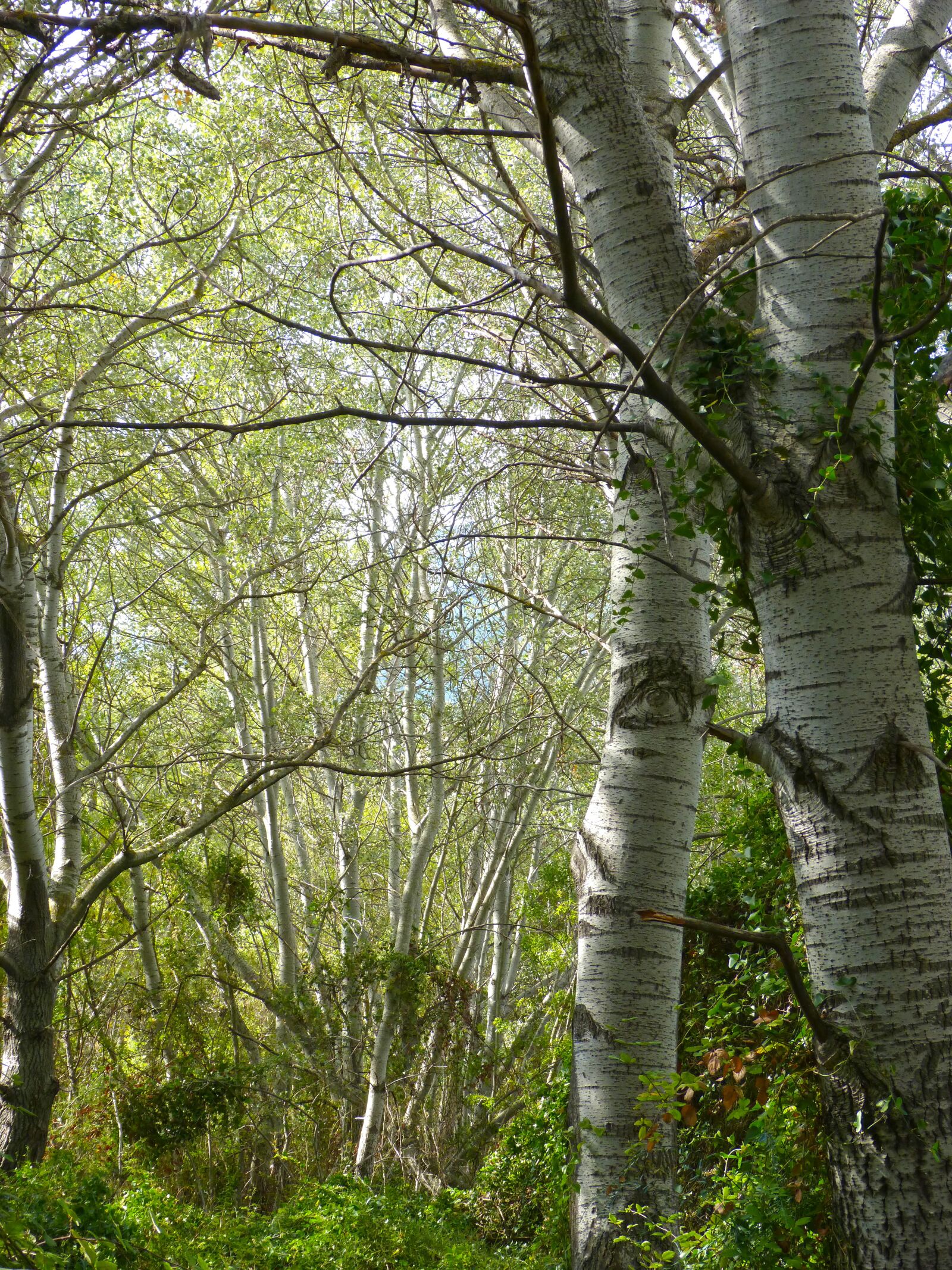Panasonic DMC-FZ62 sample photo. White poplar, riparian forest photography